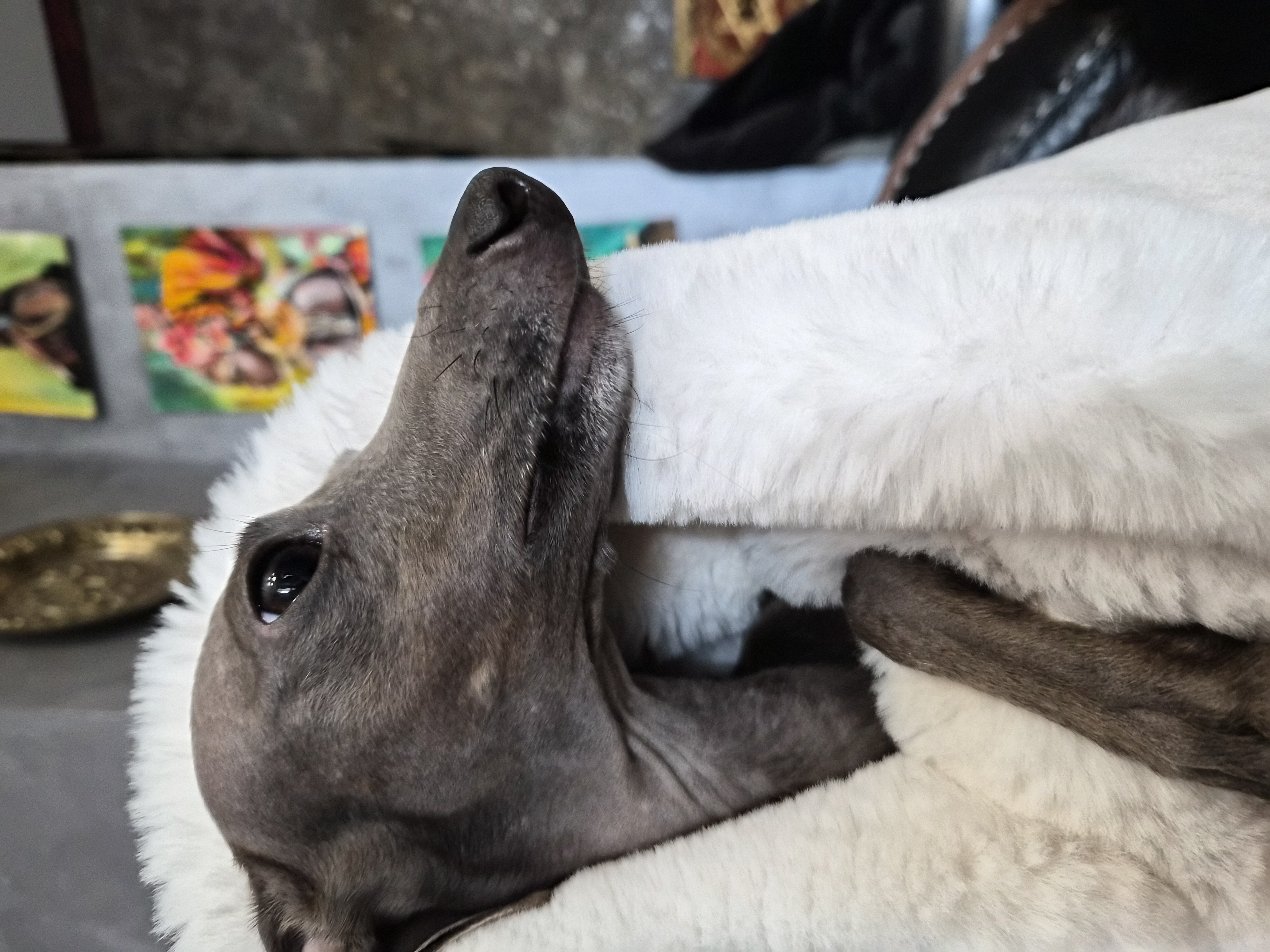 Фото питомца: левретка Джокер греется