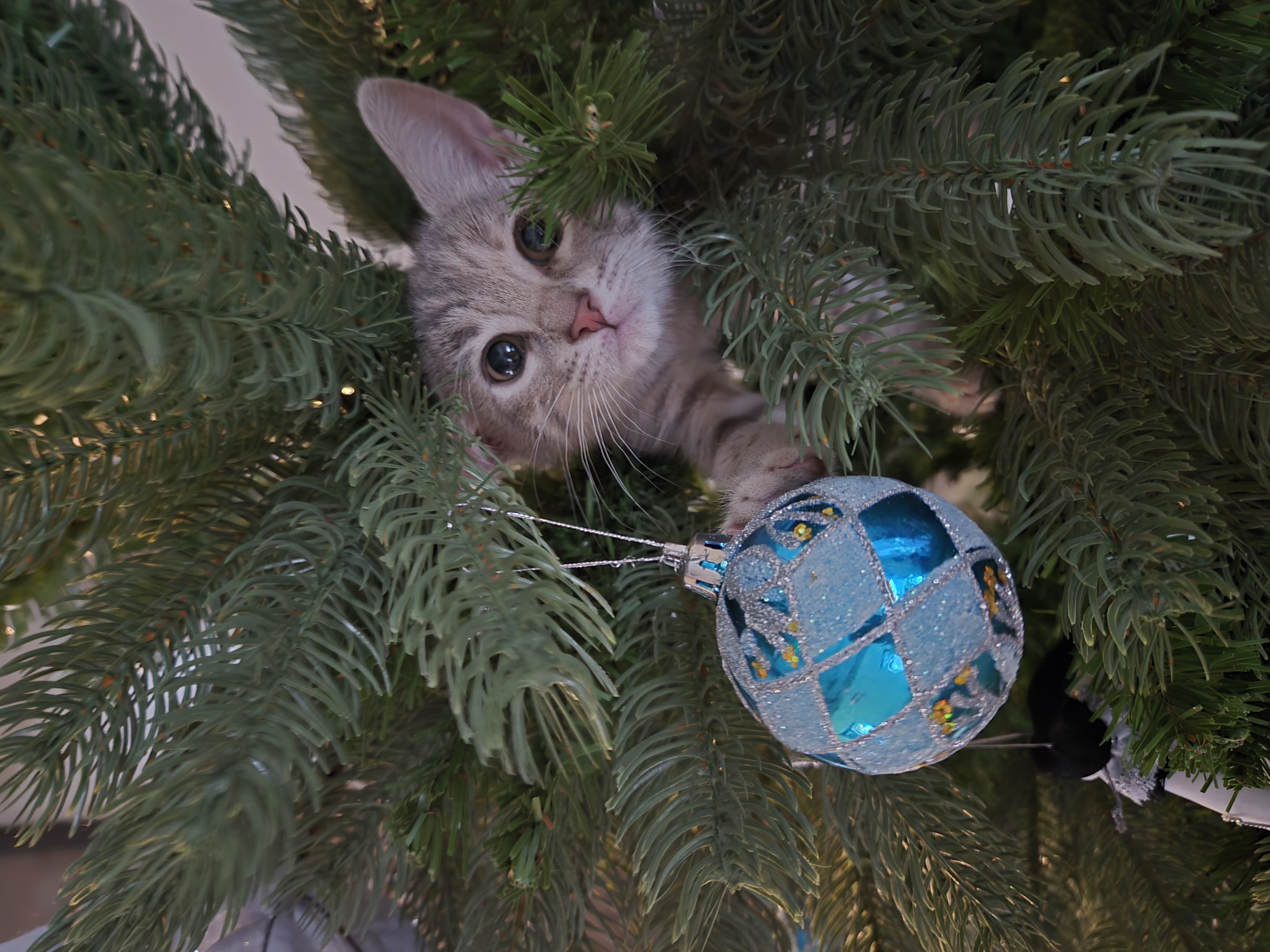 Фото питомца: кошка Лея мимикрирует под елочную игрушку