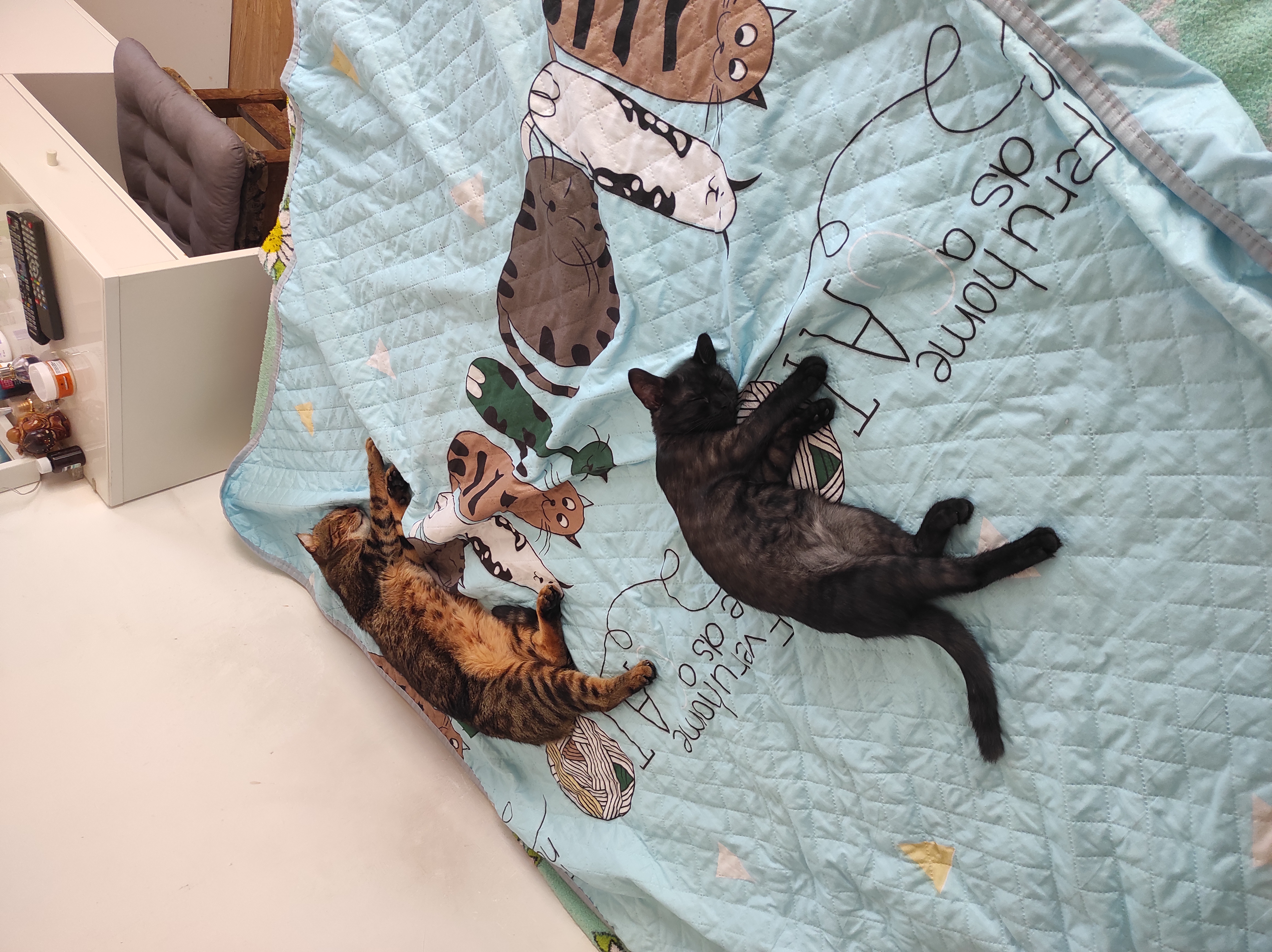 Фото питомцев: кот Кристофер и кошка Пикси демонстрируют дружбу