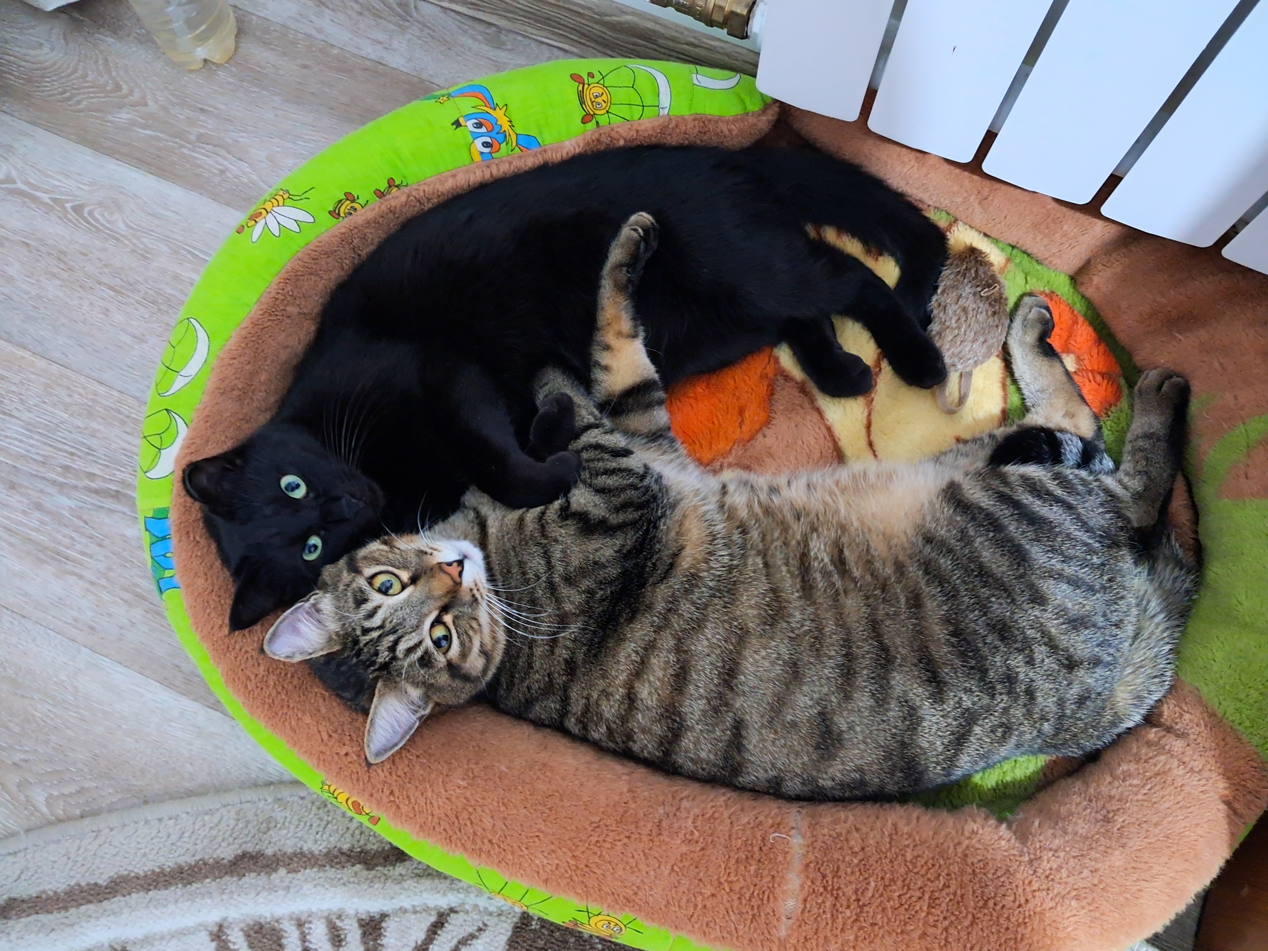 Фото питомцев: коты Пряник и Котя и кошка Марыся гуляют и отдыхают