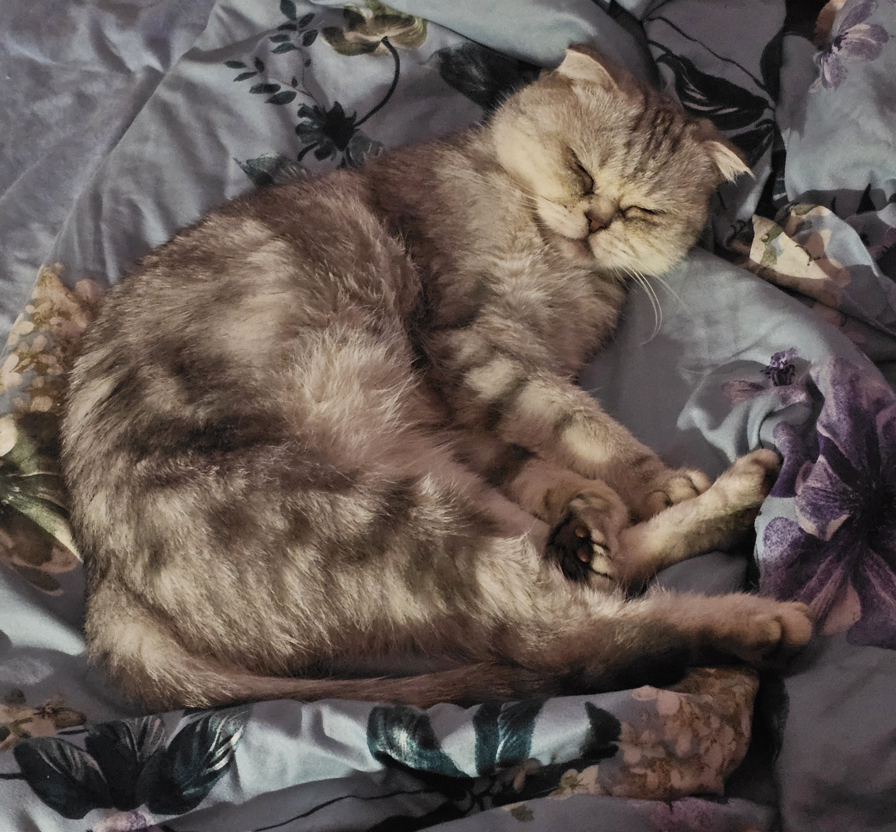 Фото питомца: кошка Бэлла — спящая царевна