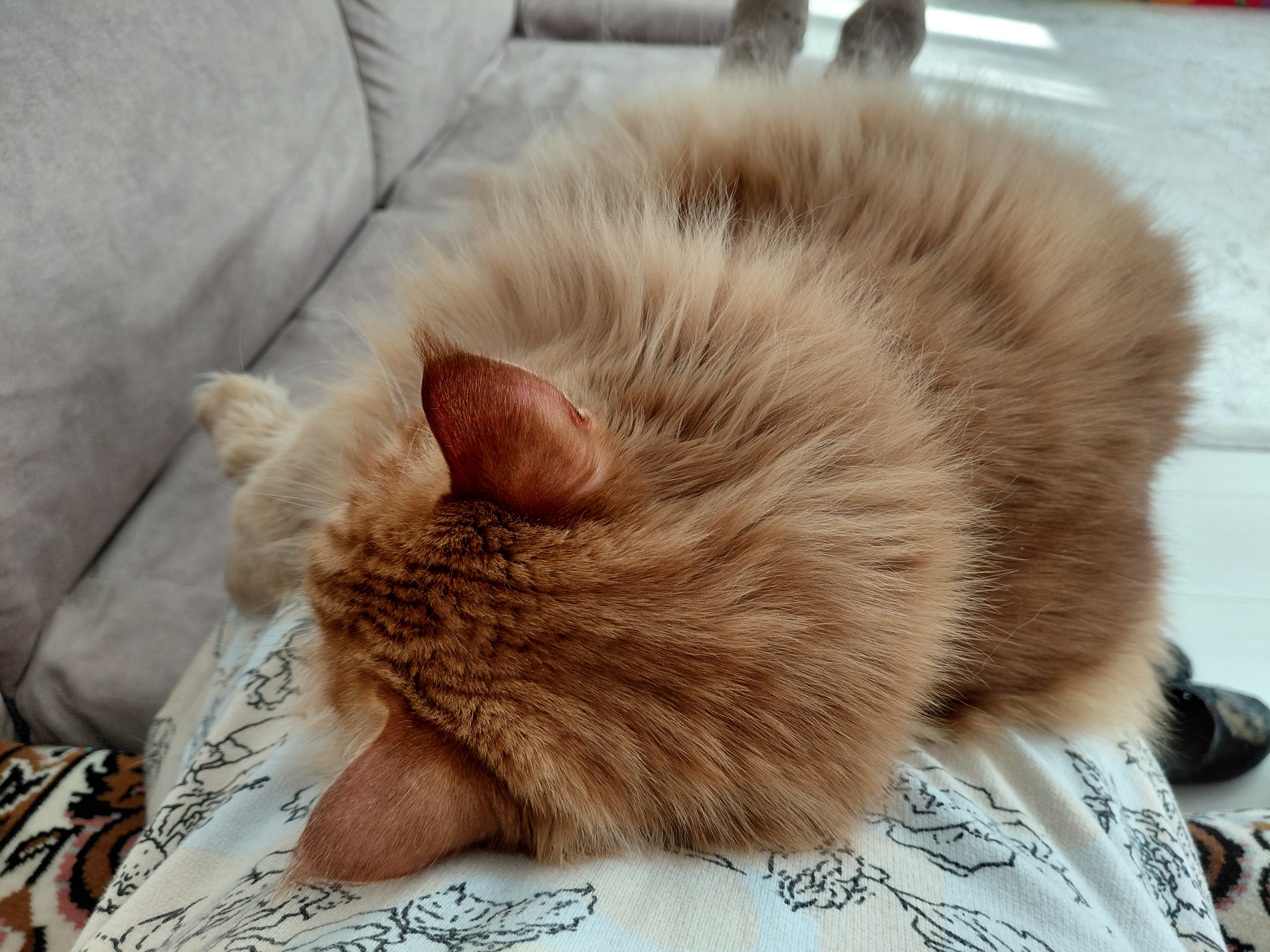 Фото питомца: кошка Маечка спит где придется