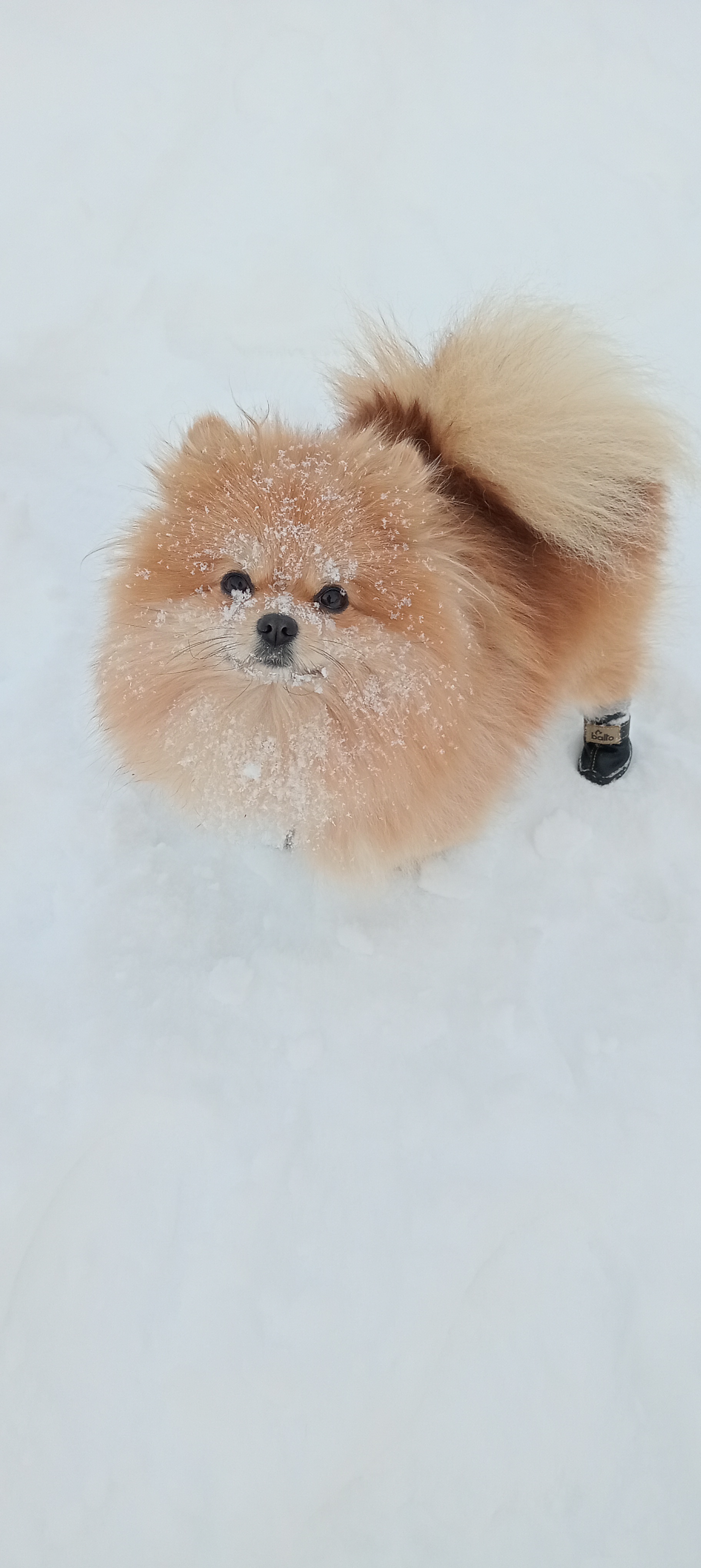 Фото питомца: Нюша — северная собака