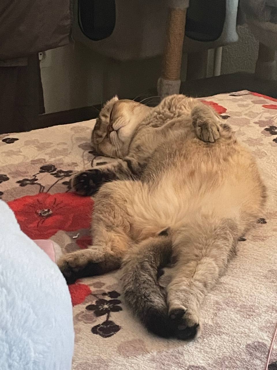 Фото питомца: кот показывает, как правильно отдыхать