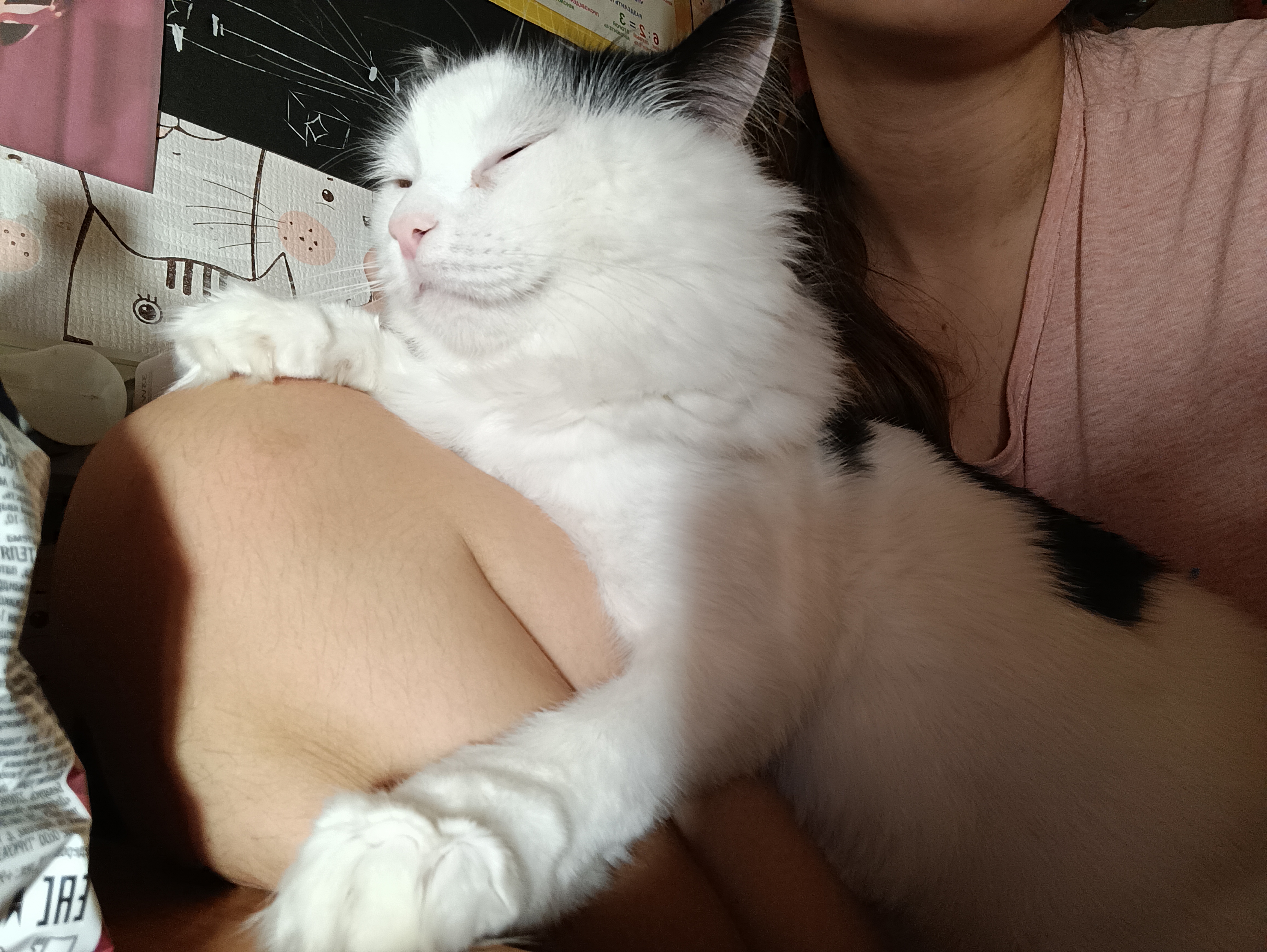 Фото питомца: кот Кракен отдыхает после тяжелого дня