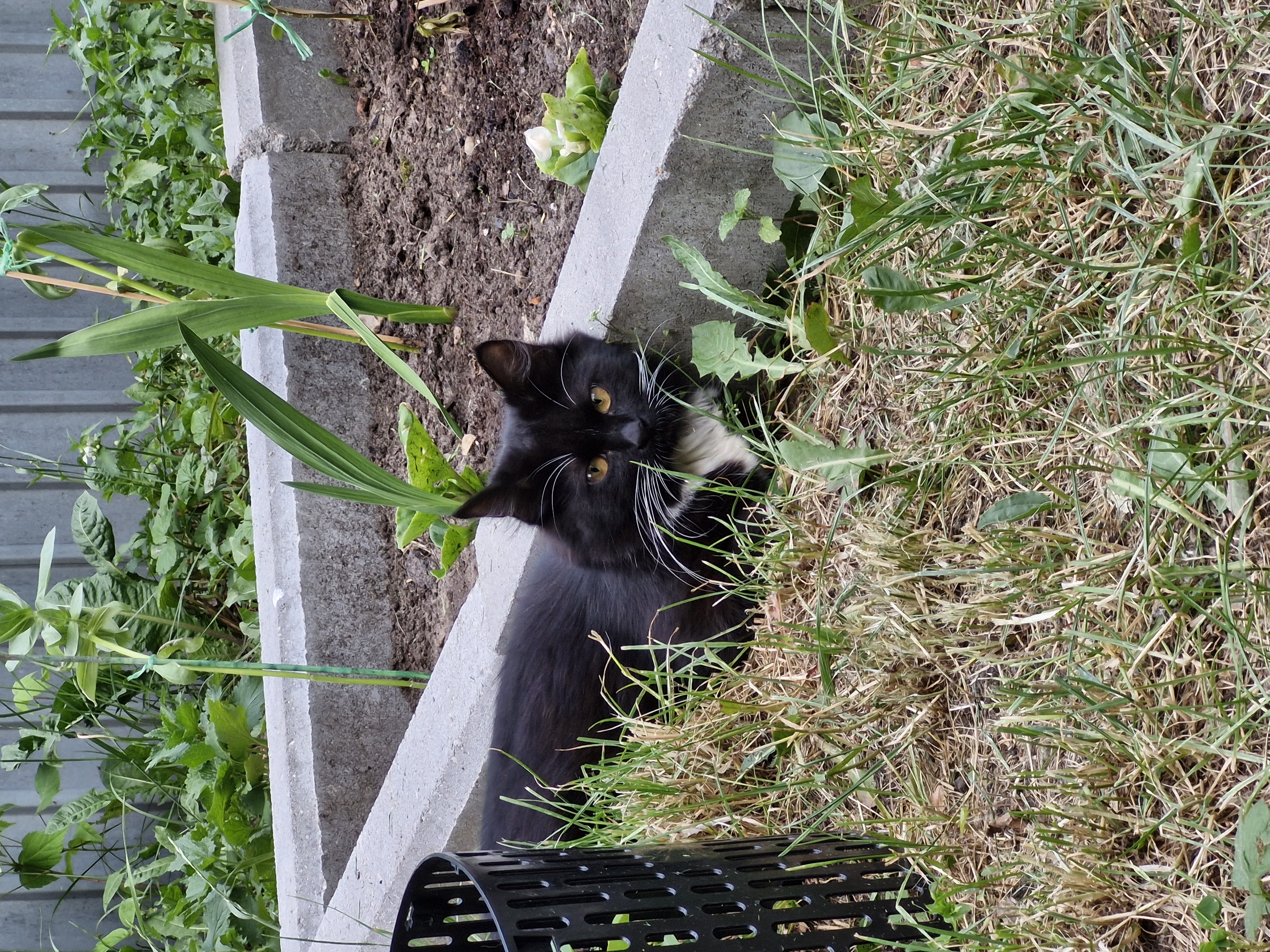 «Все мы достойны жизни»: почему я занимаюсь зооволонтерством