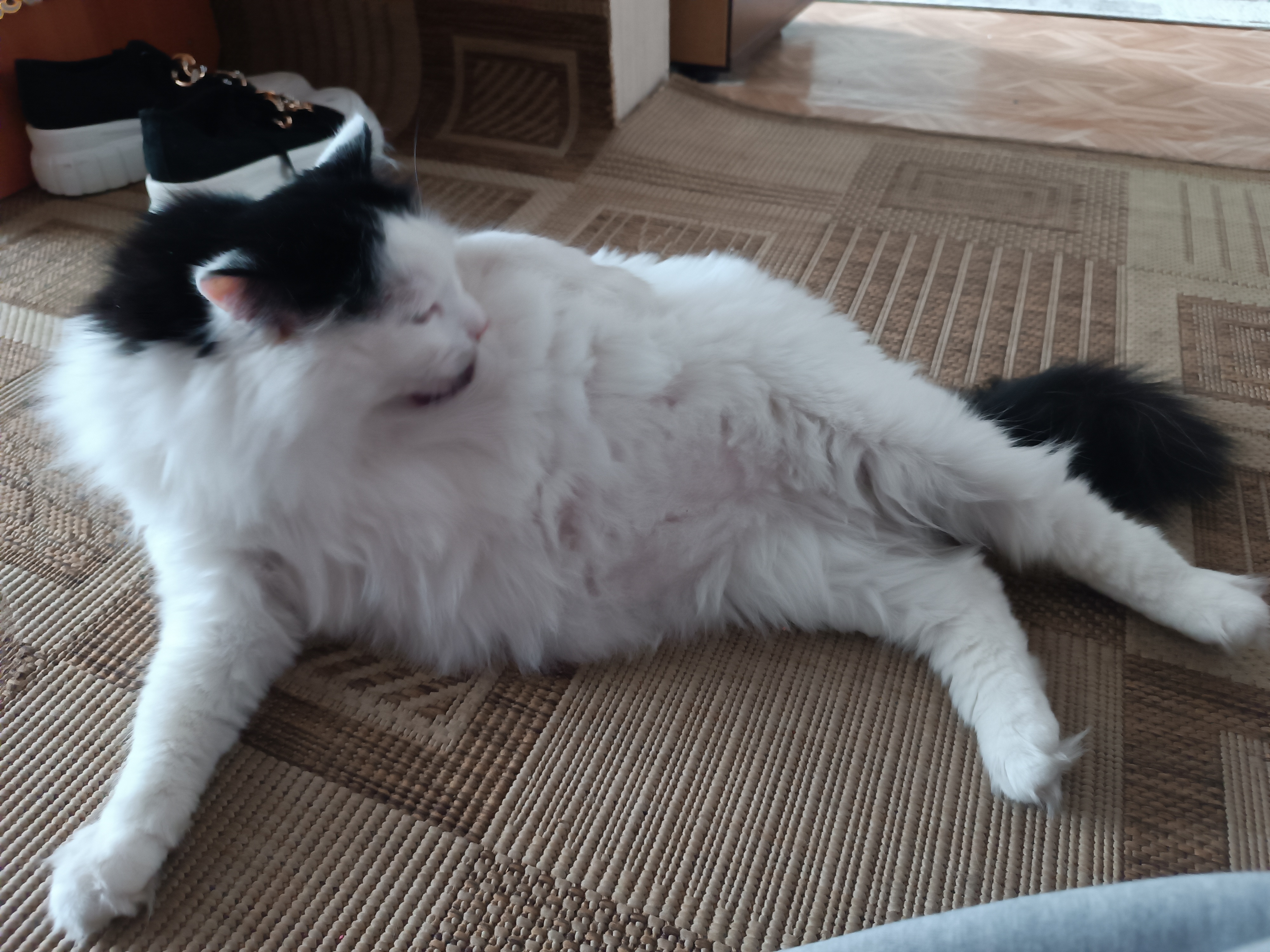 Фото питомца: кот Кракен демонстрирует свое пузико