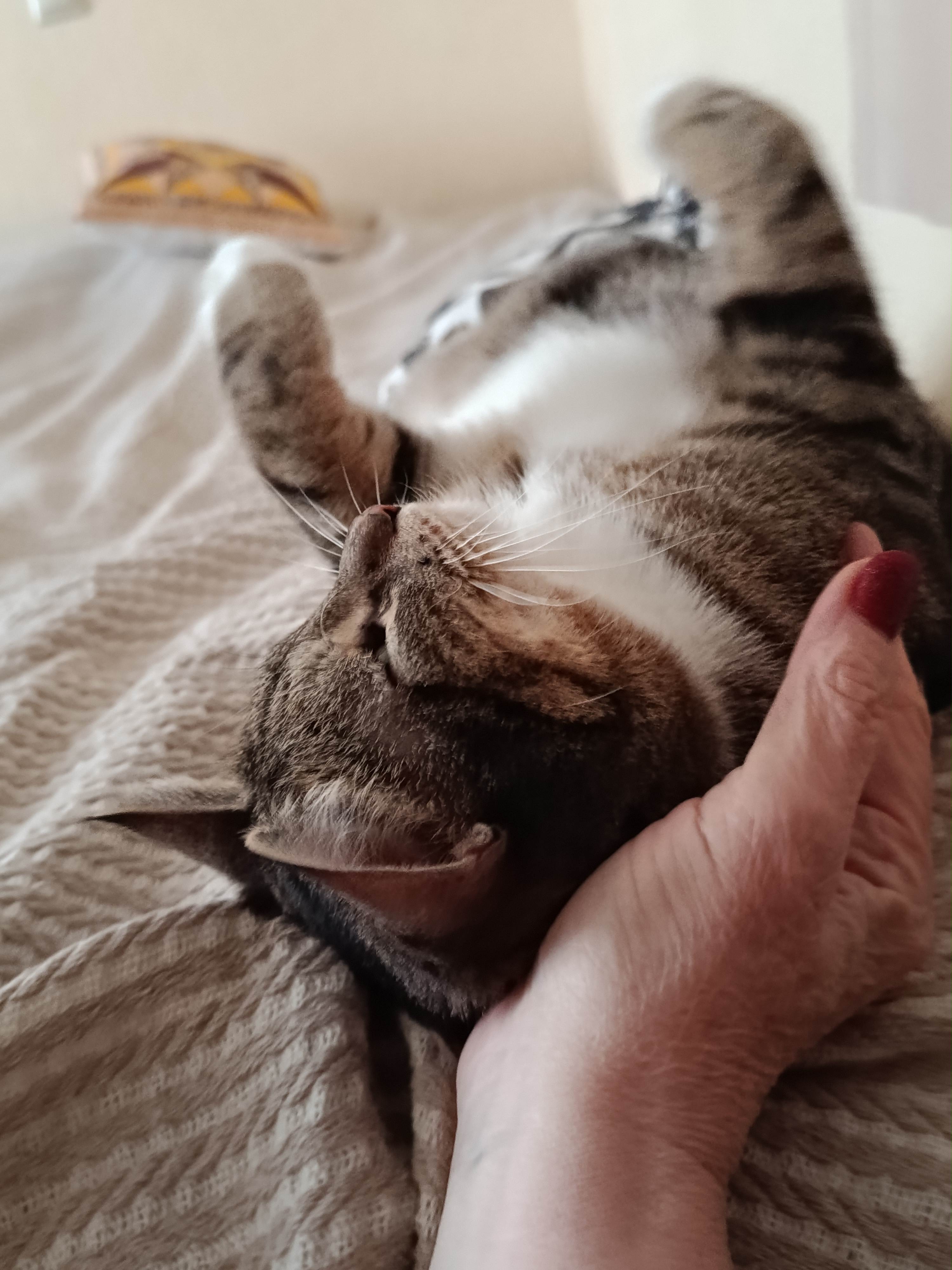 Фото питомца: кот Шери отдыхает