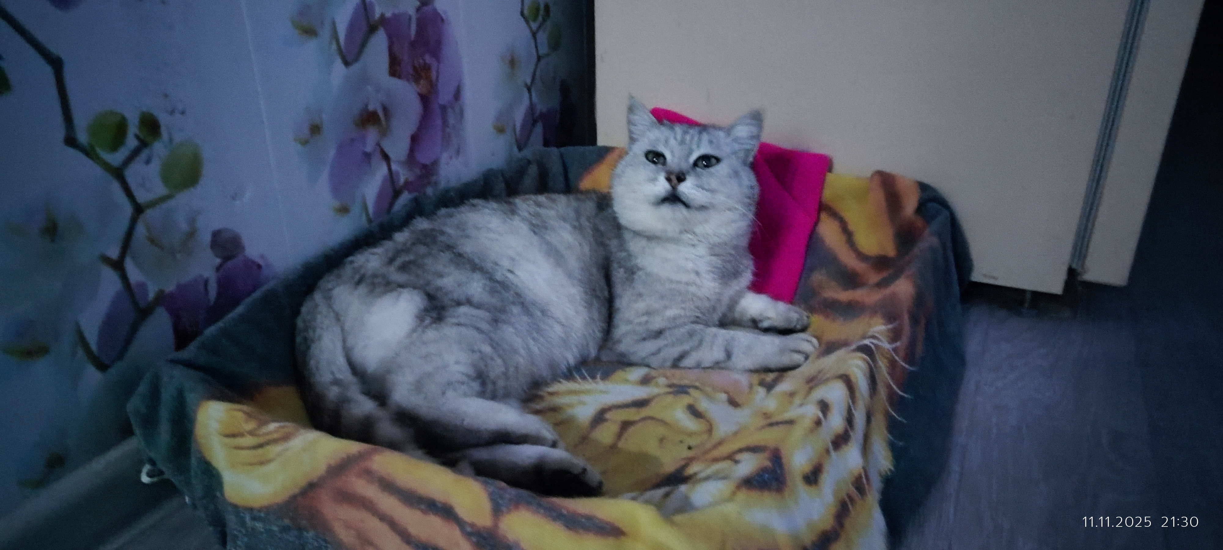 Я живу с котом Бобиком, который ловит крыс и мышей