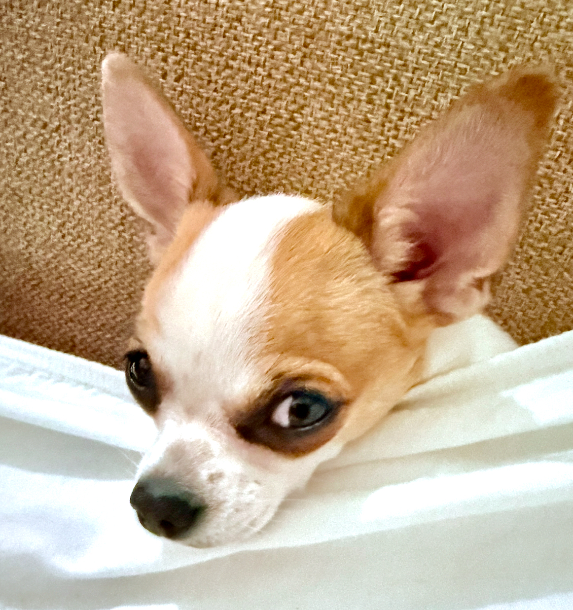 Фото питомца: портрет чихуахуа Ляли