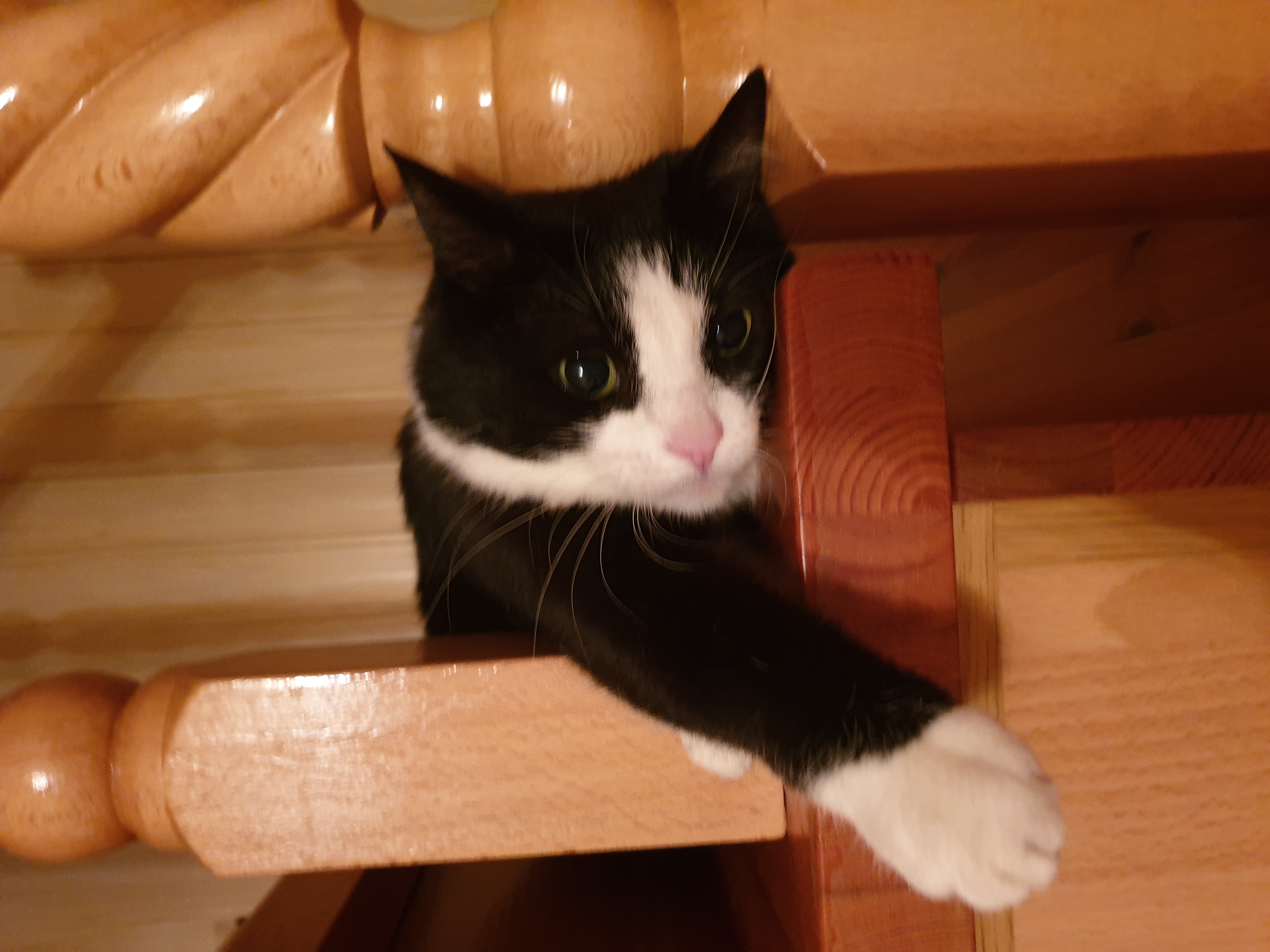 Фото питомца: кошка Лиза задумалась