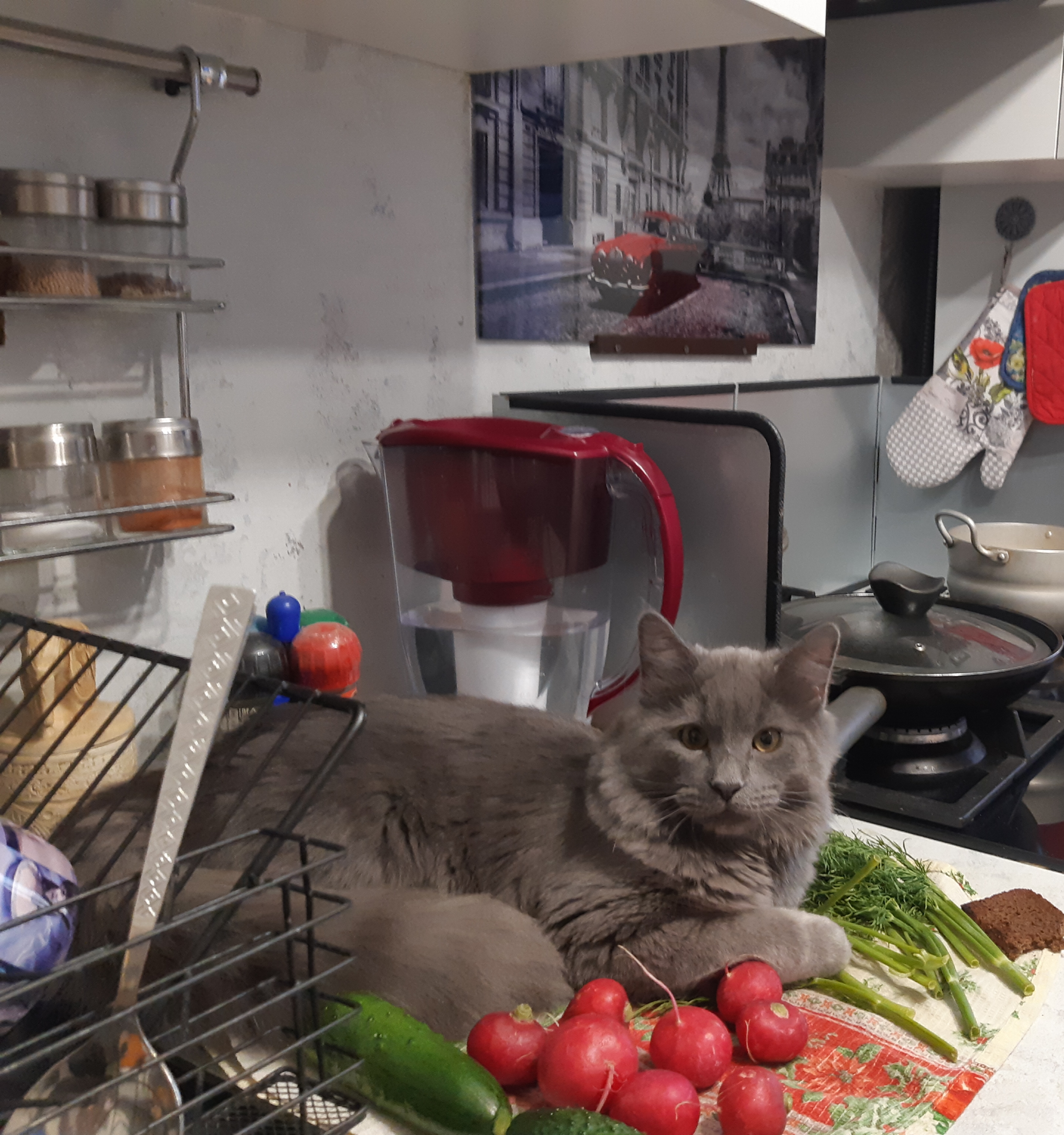 Фото питомца: кот Грисс обожает фотографироваться с овощами и фруктами