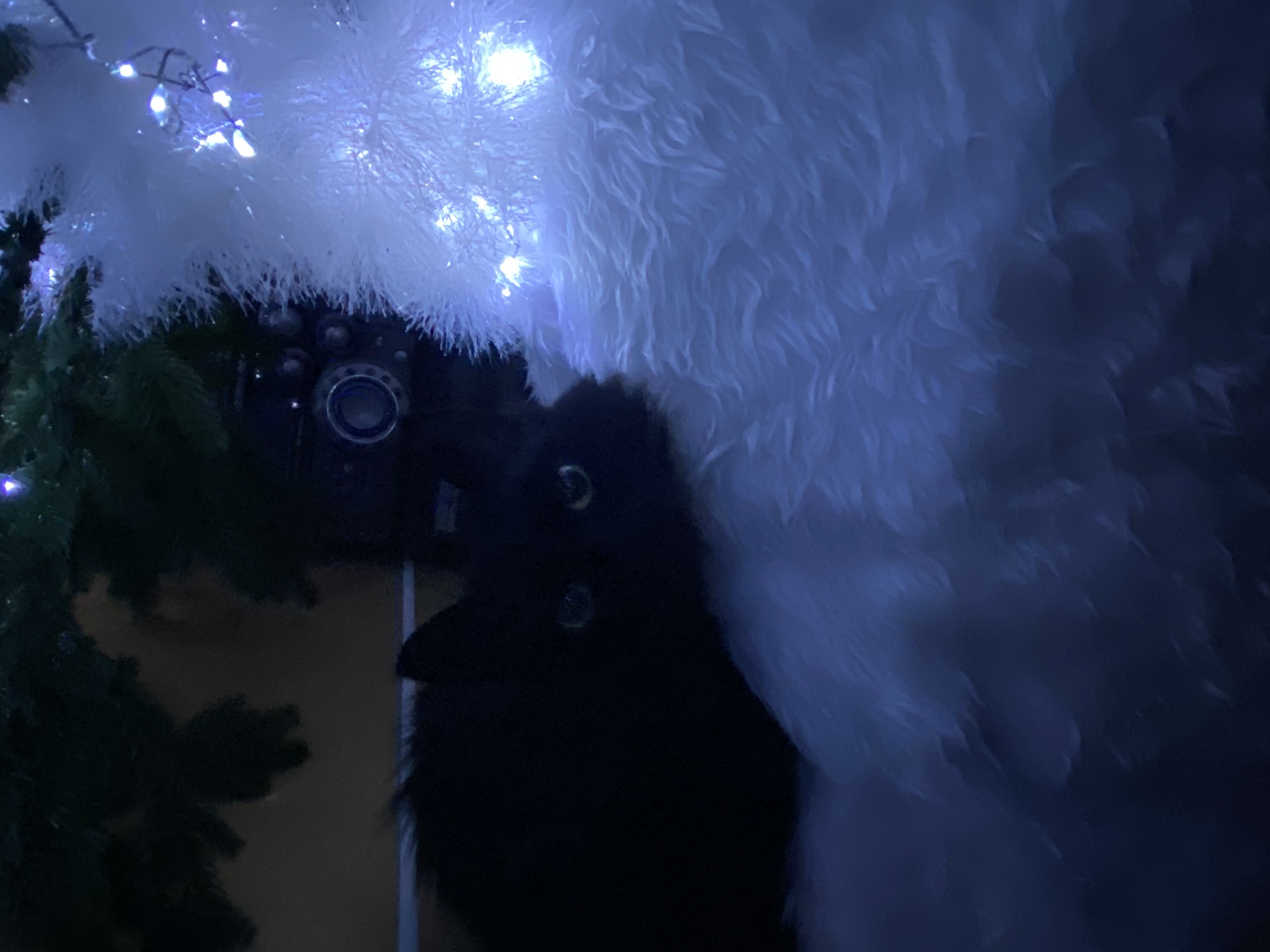 Фото питомца: кошка Бусинка предпочитает место под елочкой