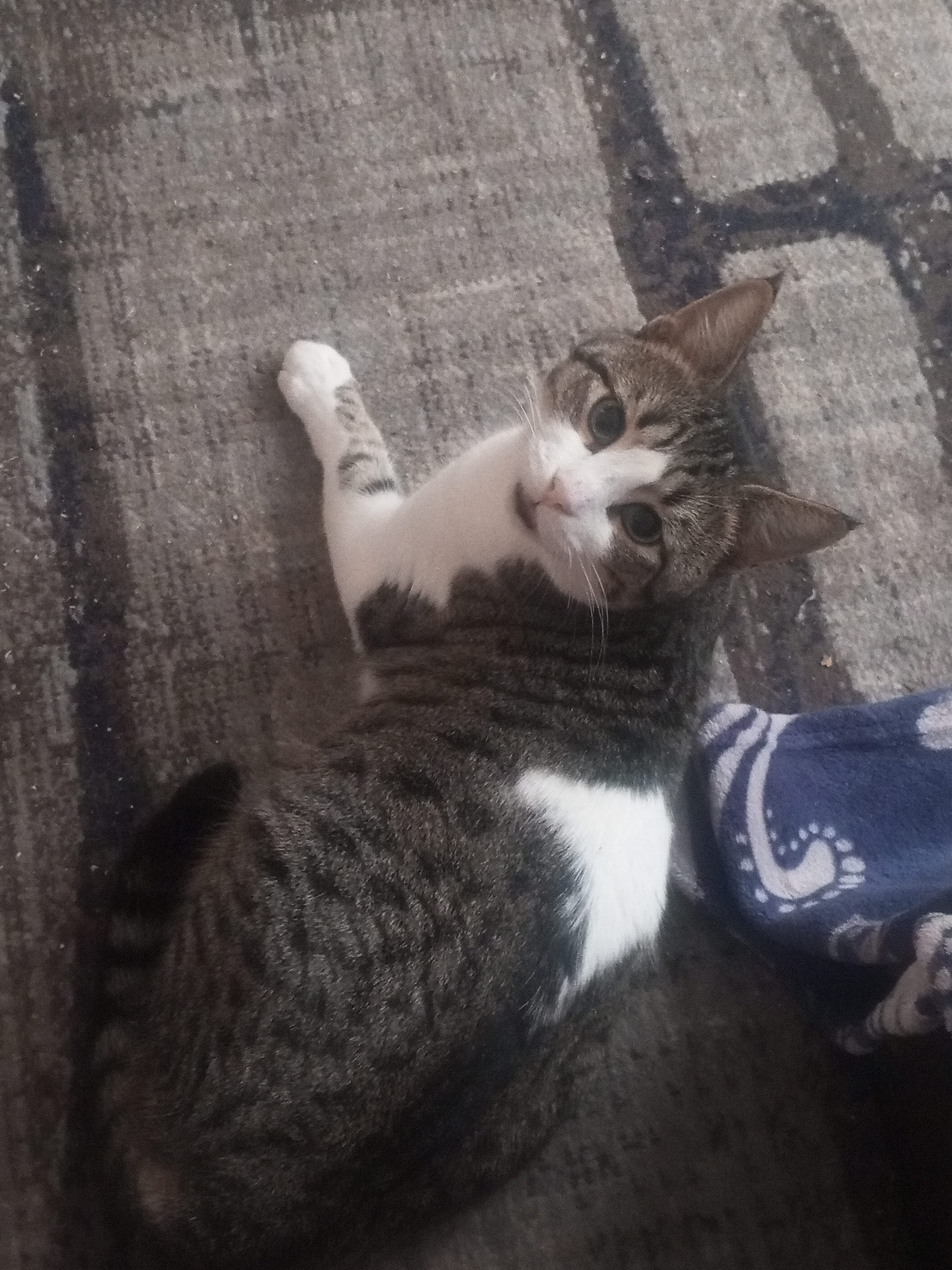 Фото питомца: кот Валет требует от хозяйки зарплату в виде жареной курочки