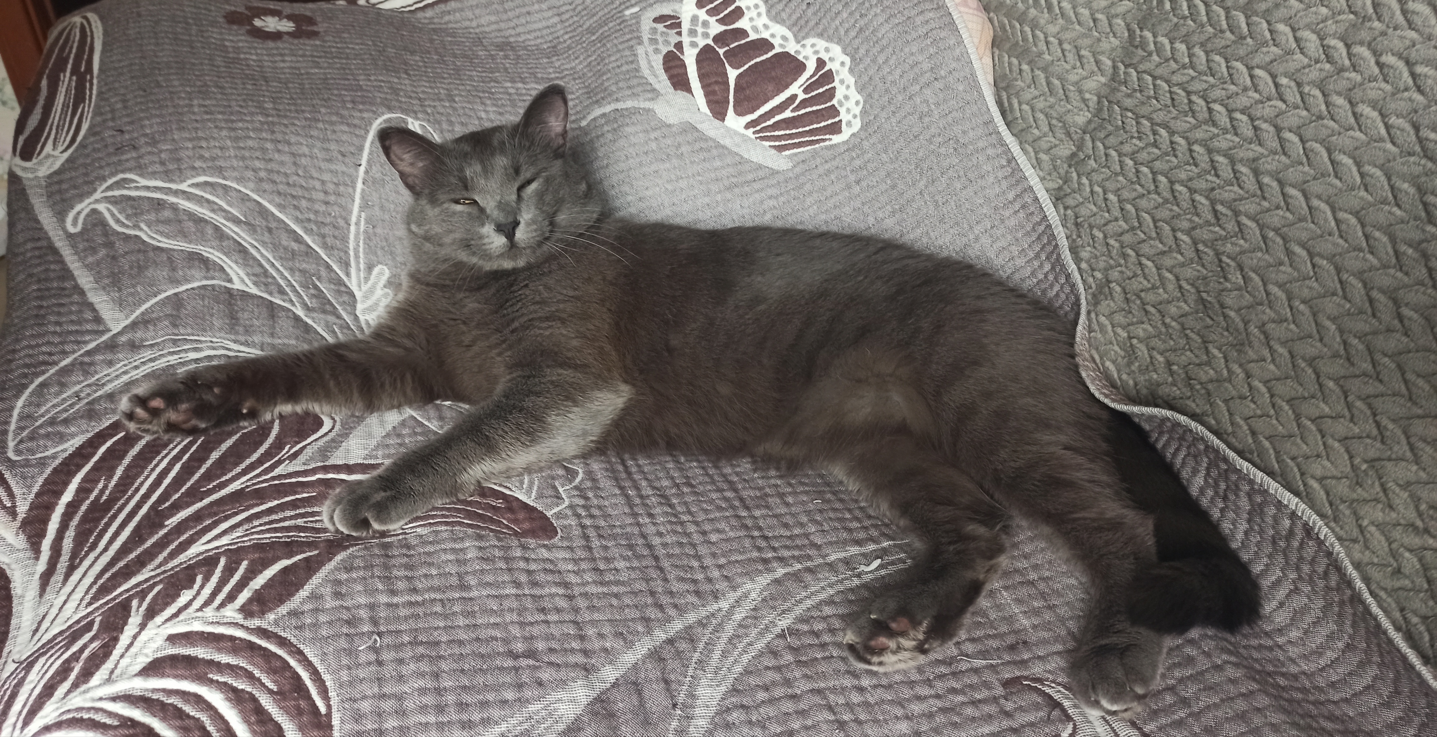 Фото питомца: кот Дымыч изволит отдыхать