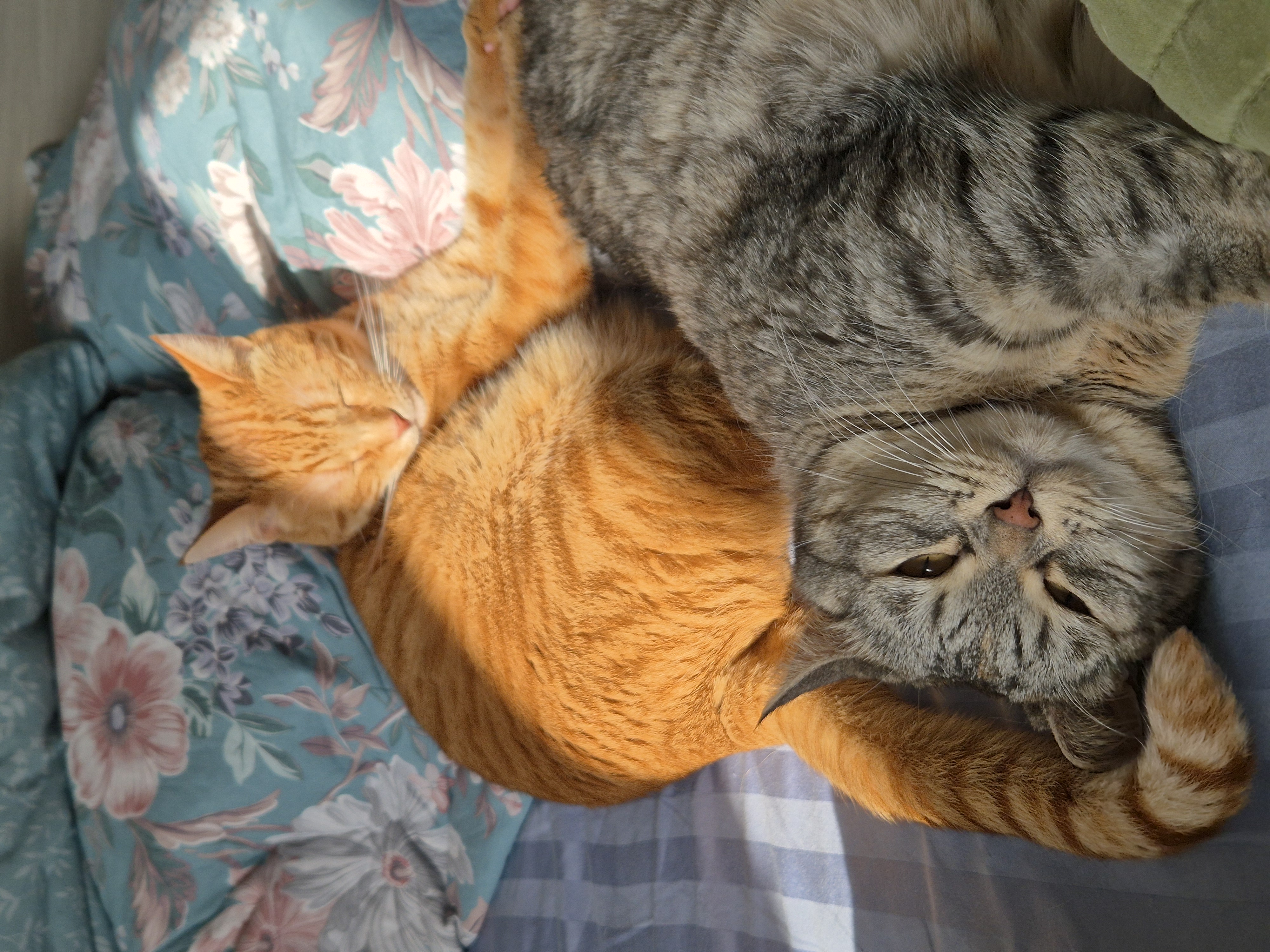 Фото питомца: братик и сестричка Маня и Пинка заряжают батарейки