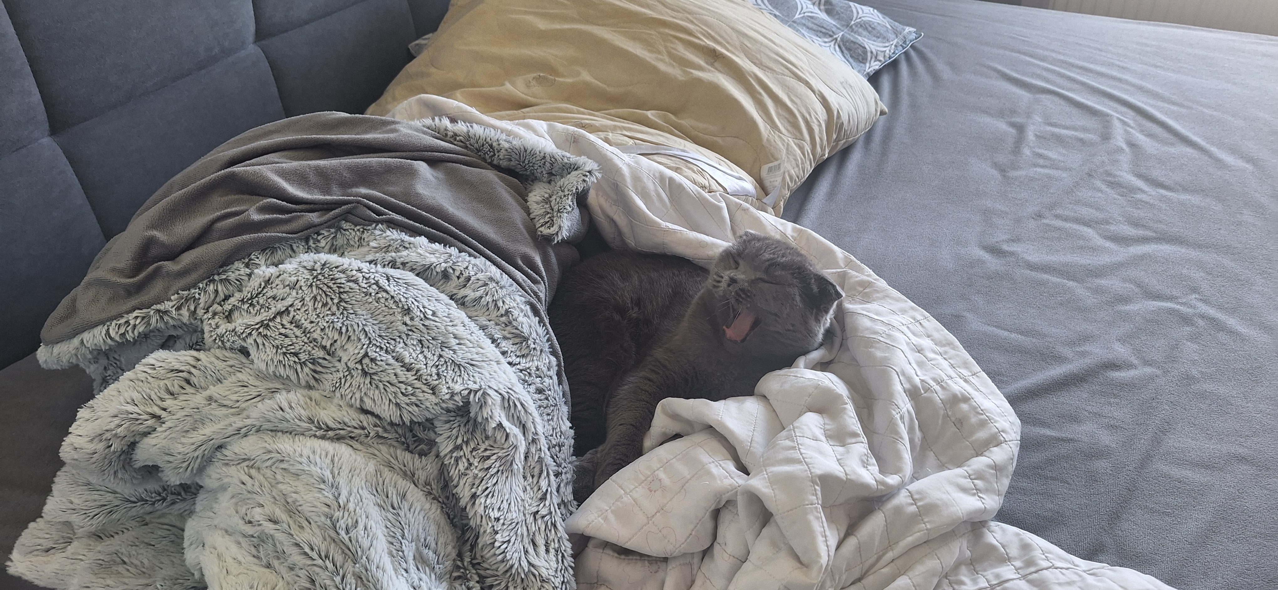 Фото питомца: кошка Беляшка сделала себе кокон