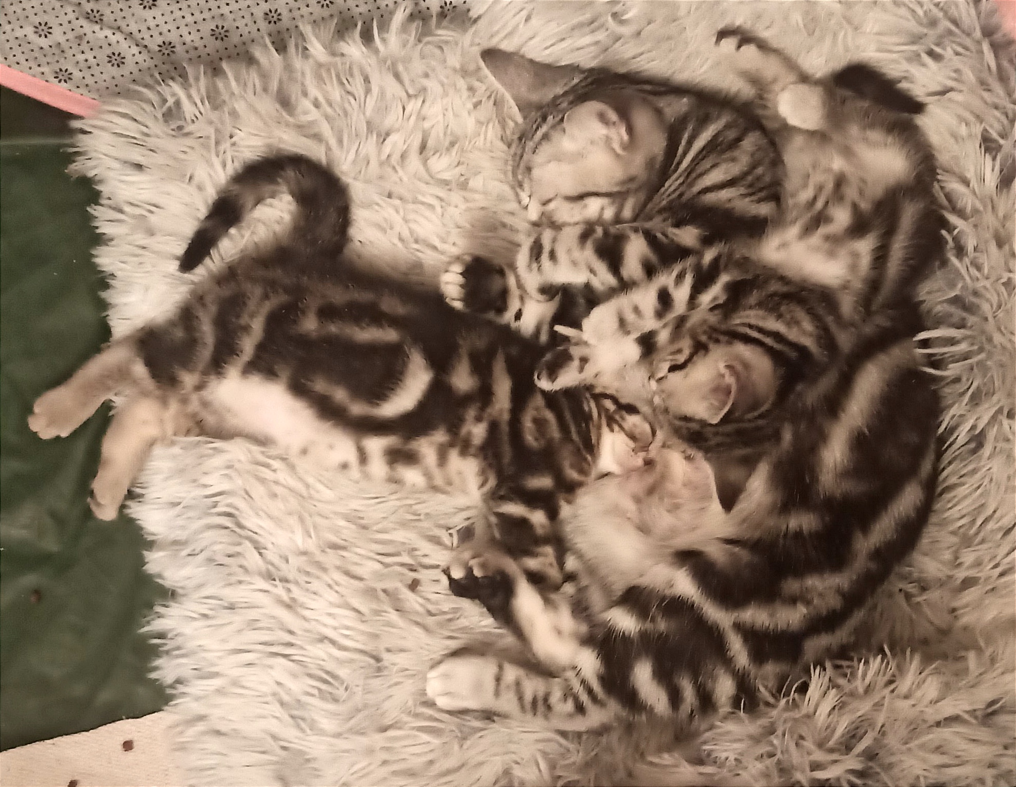 Фото питомцев: кошка с котятами