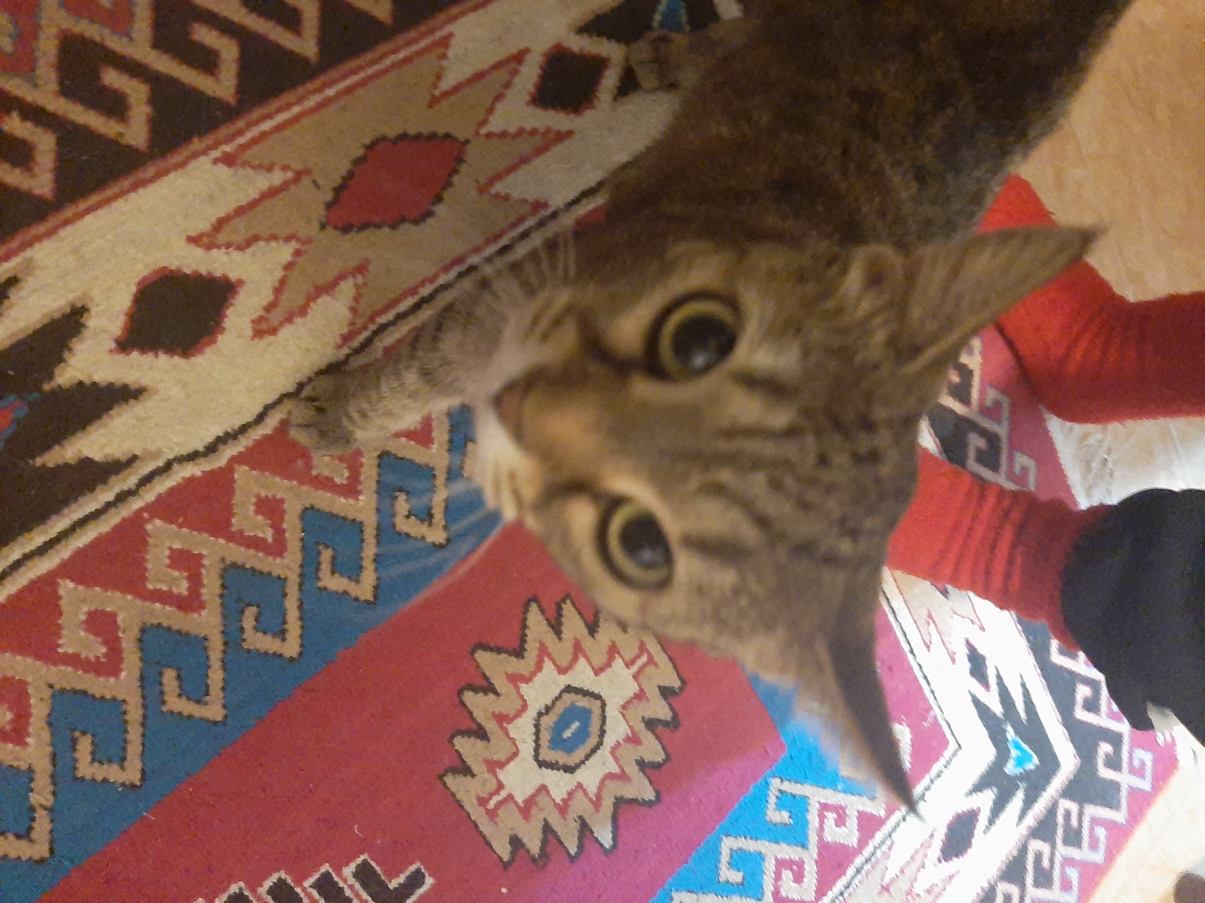 Фото питомца: кошка София смотрит в камеру