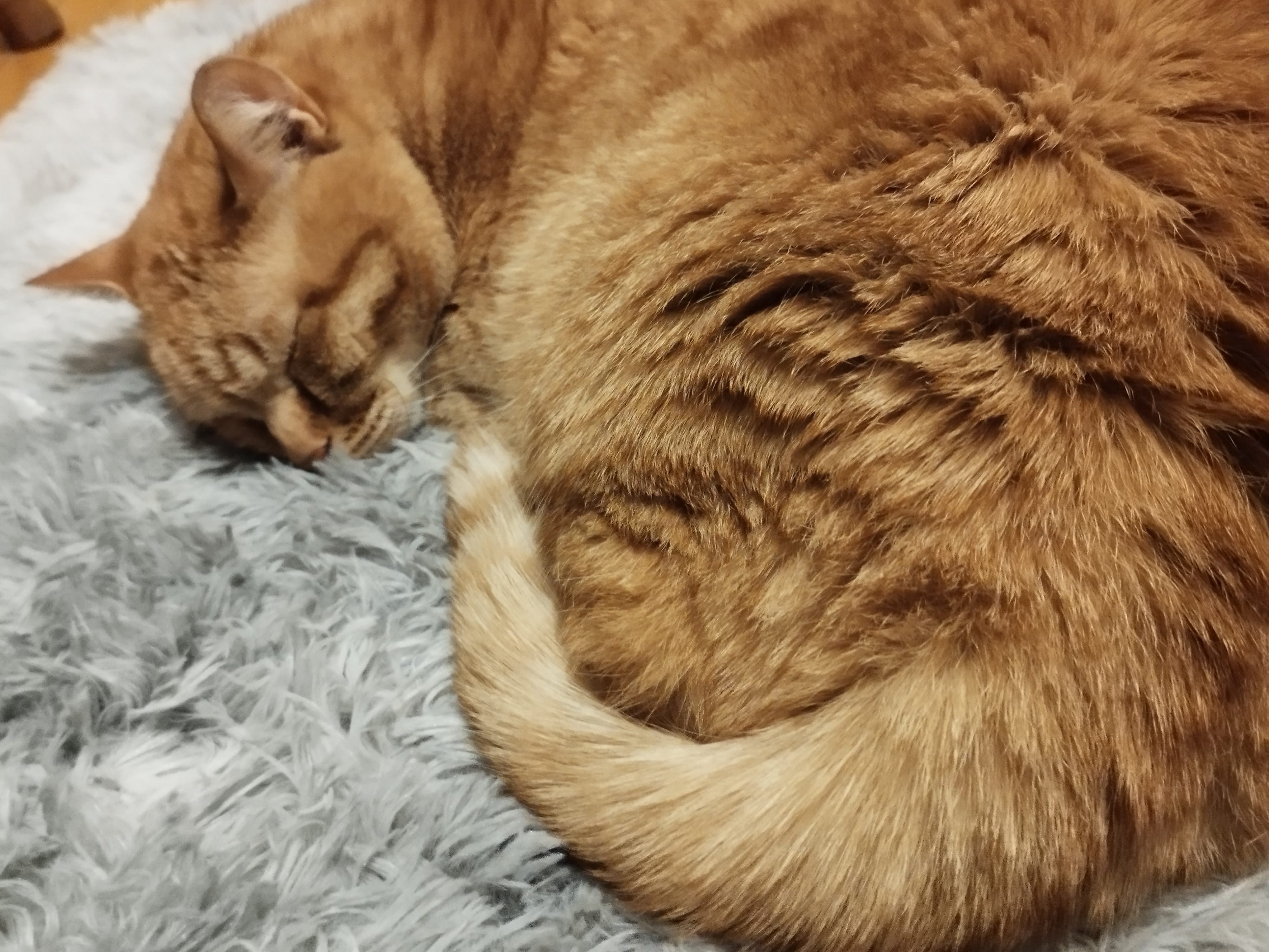 Фото питомца: кот Персей перебрался спать на коврик