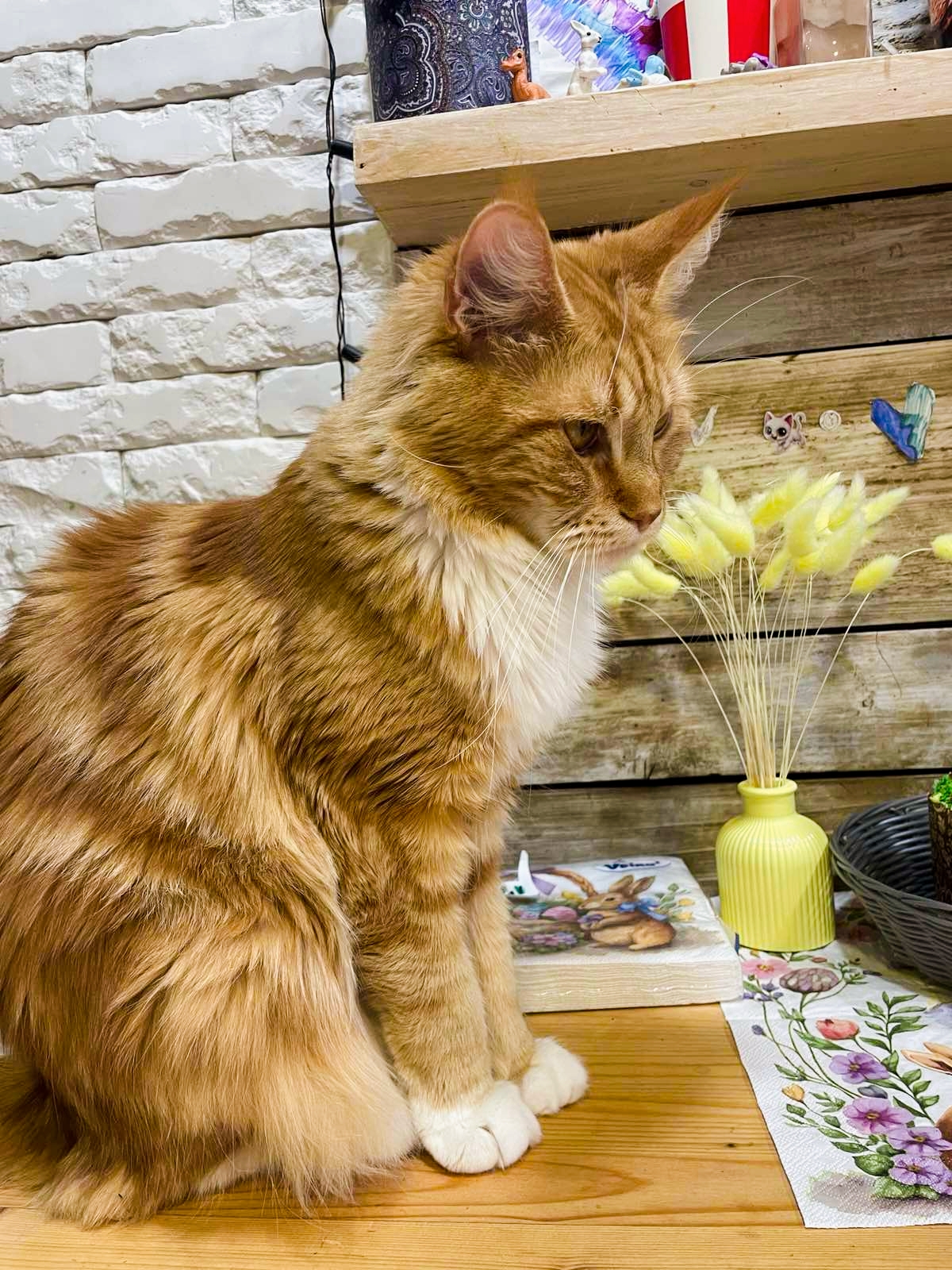 Фото питомца: кошка Моня празднует Пасху