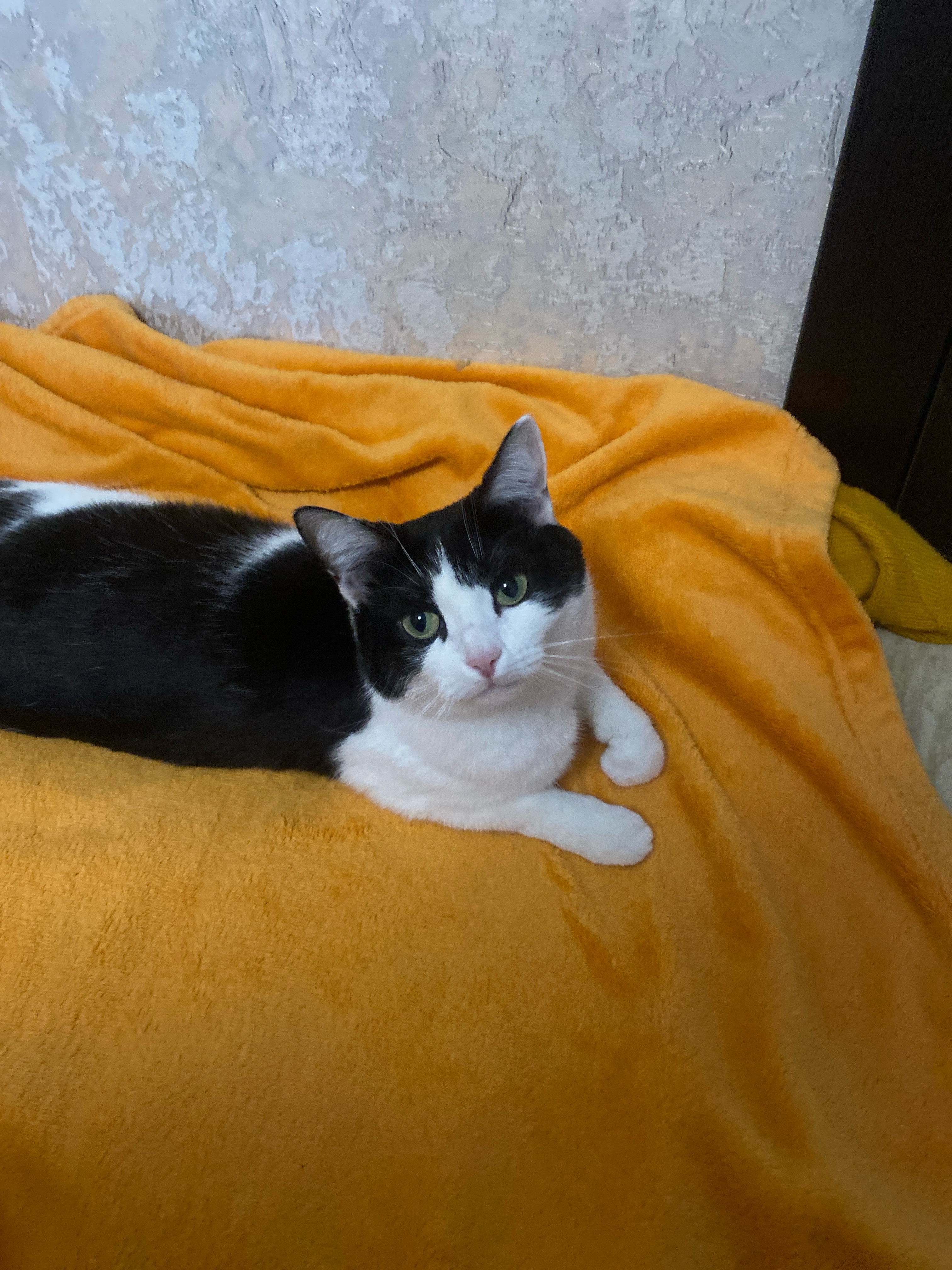 Фото питомца: кошка Маруся — любимая хулиганка