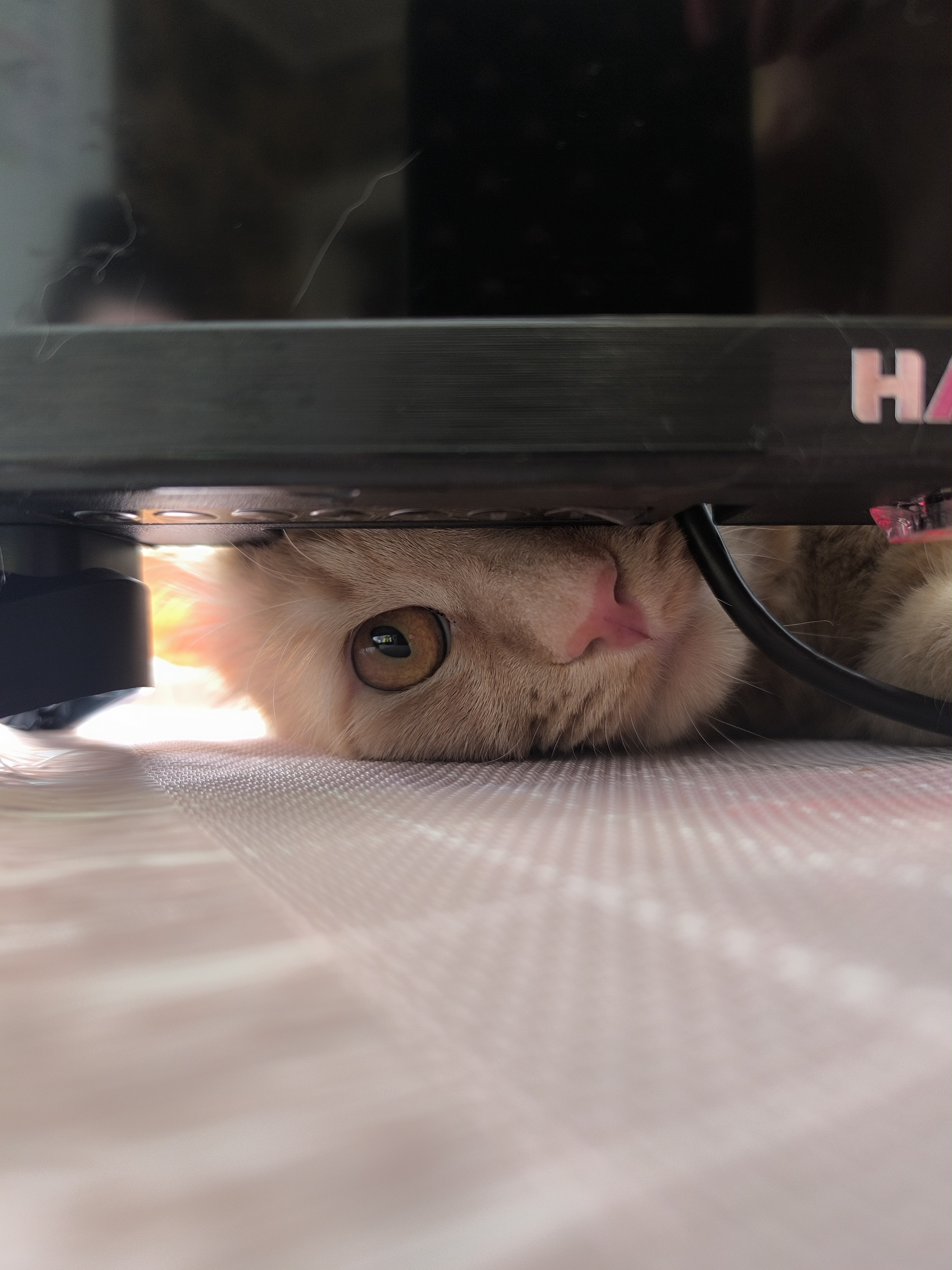 Фото питомца: смешной кот Блинчик