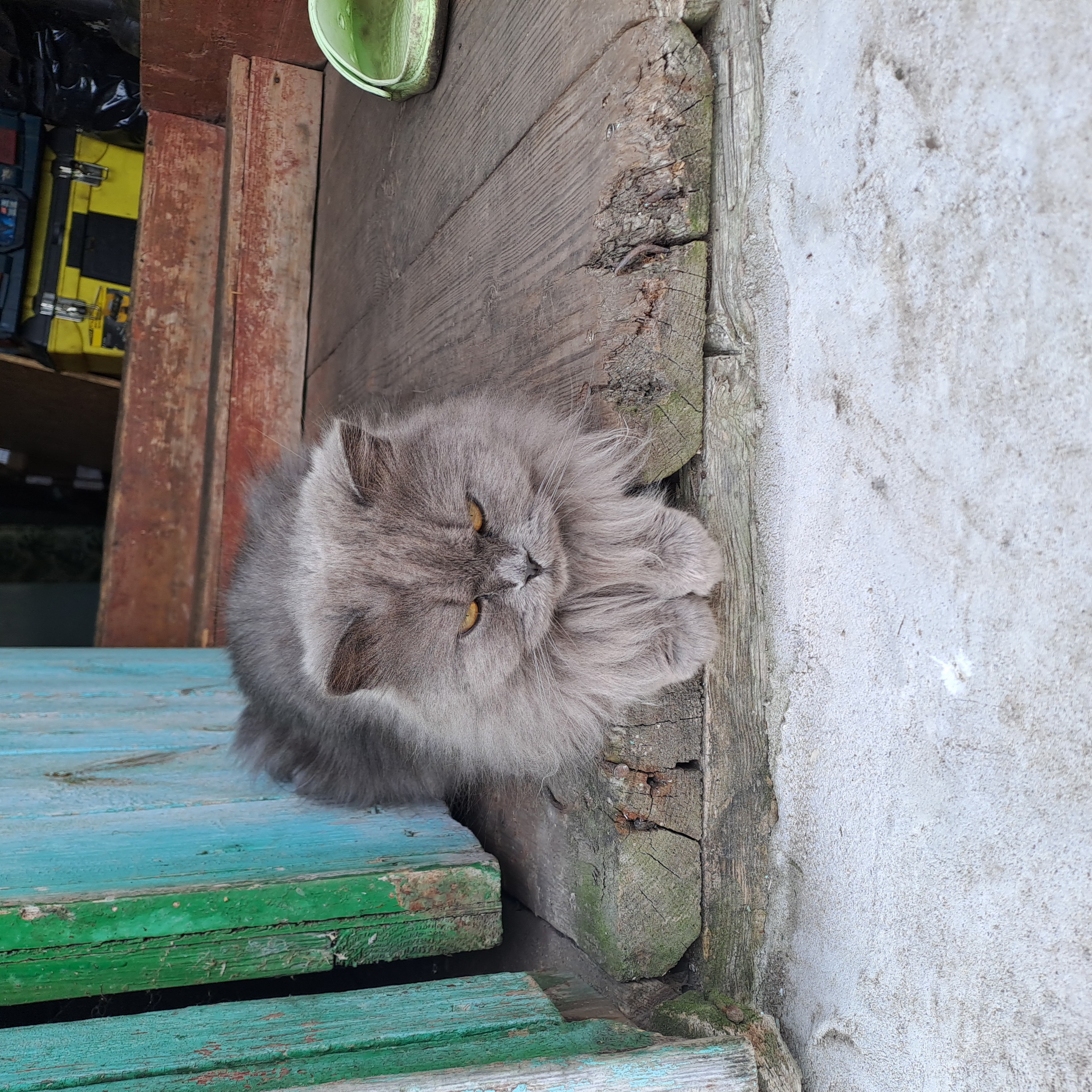 Фото питомца: Микка просто сидит
