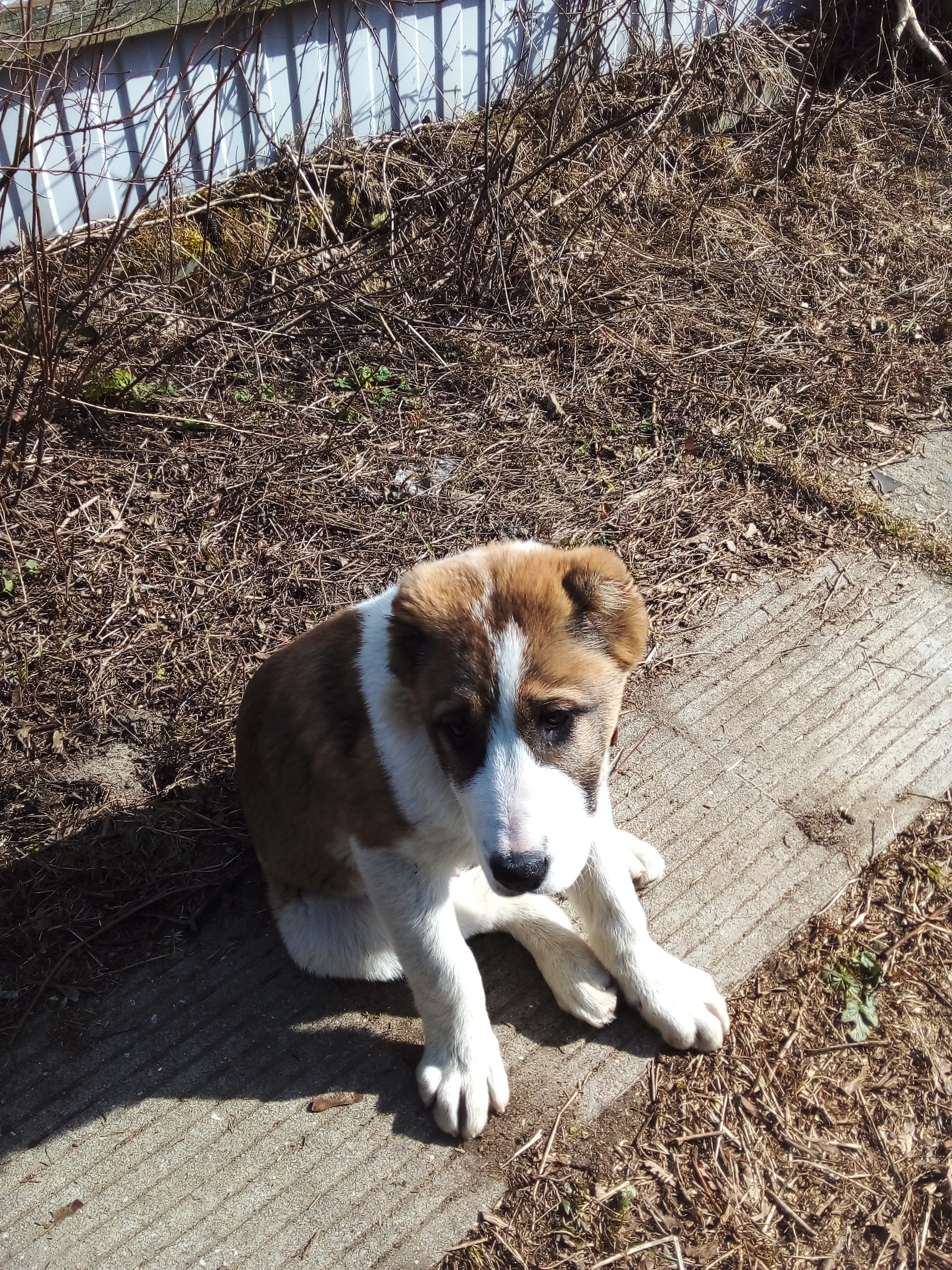 Фото питомца: как все начиналось у алабая Забара