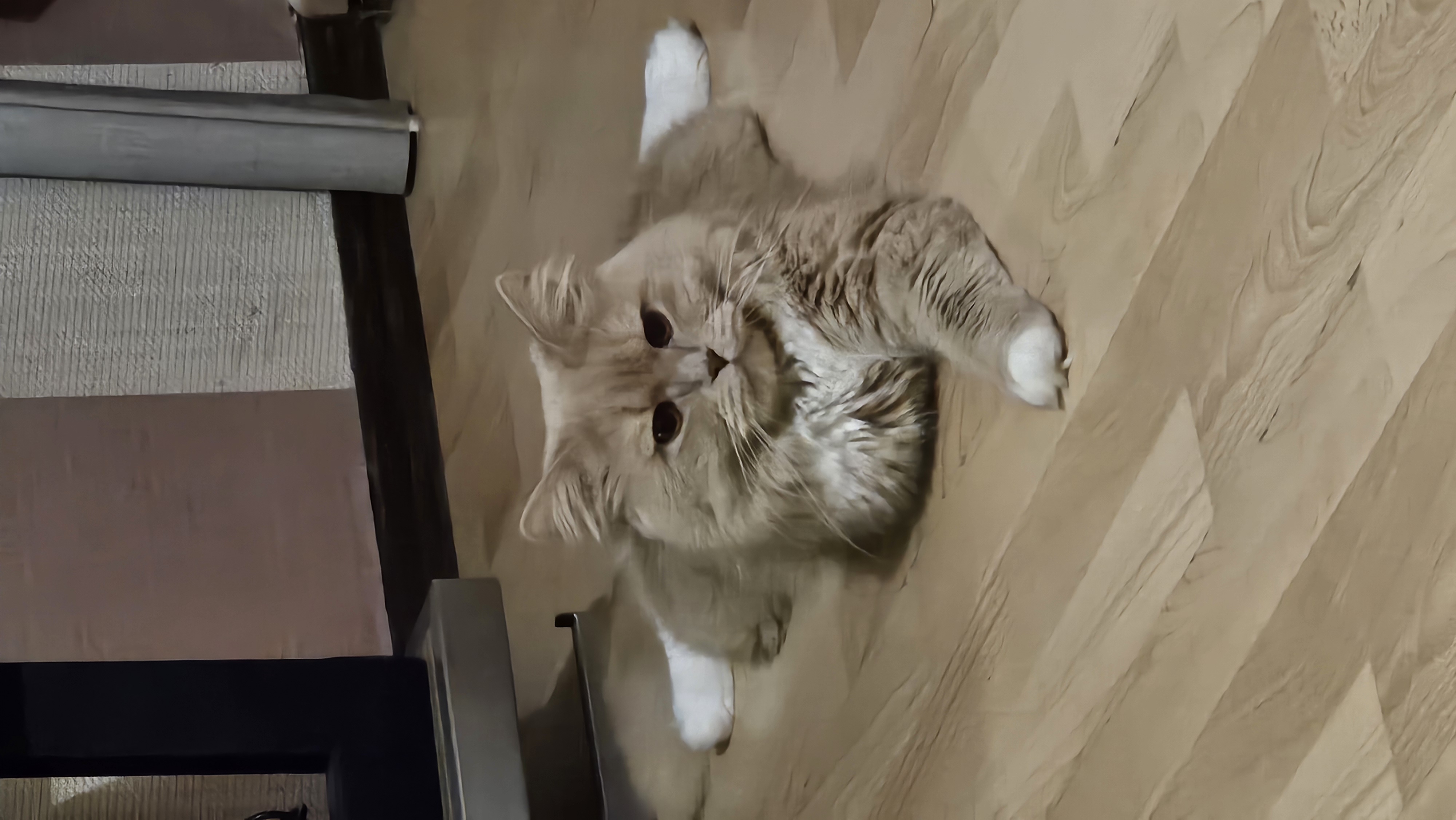 Фото питомца: кот Симба позирует