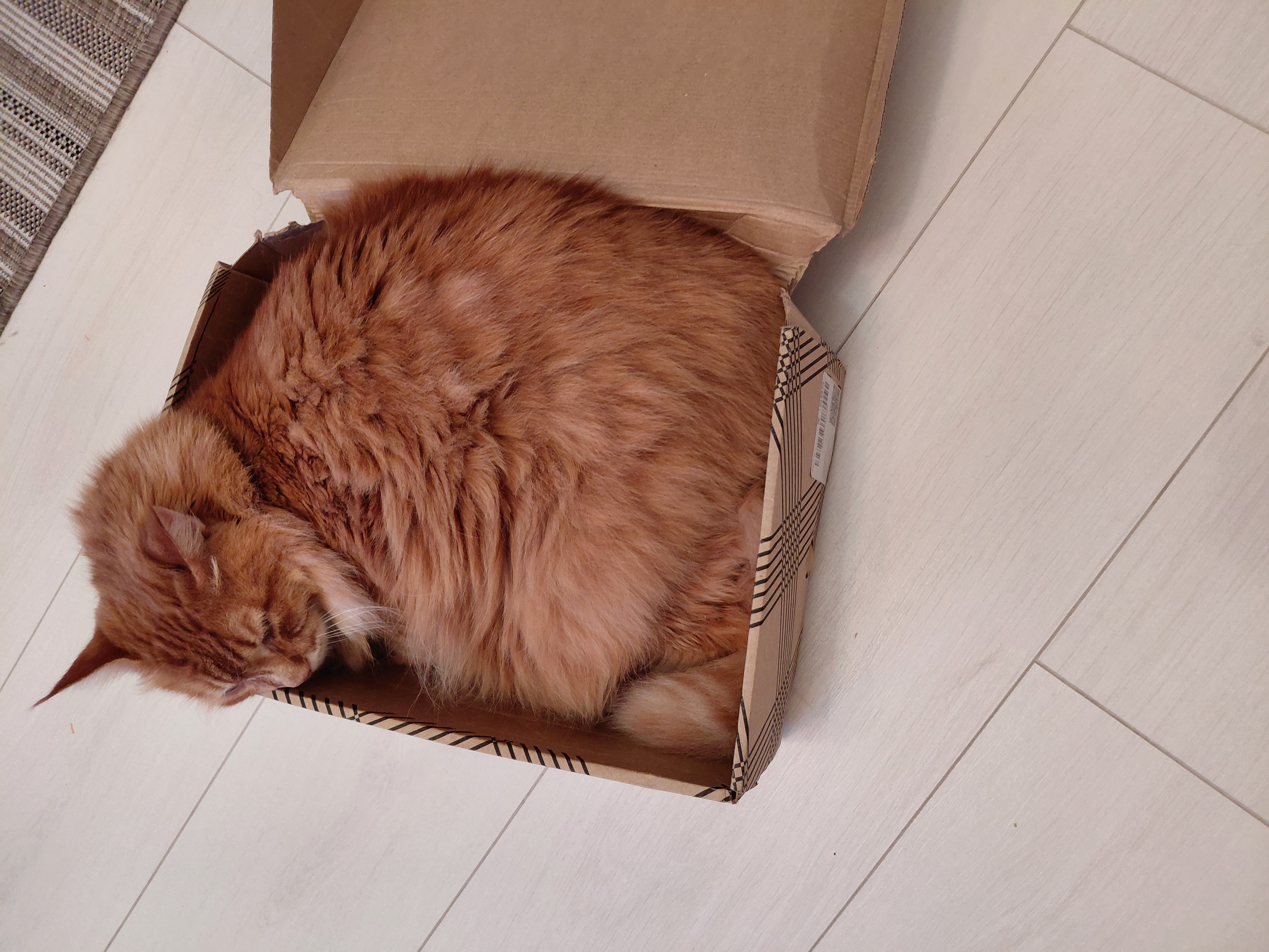 Фото питомца: Маечка спит в коробке