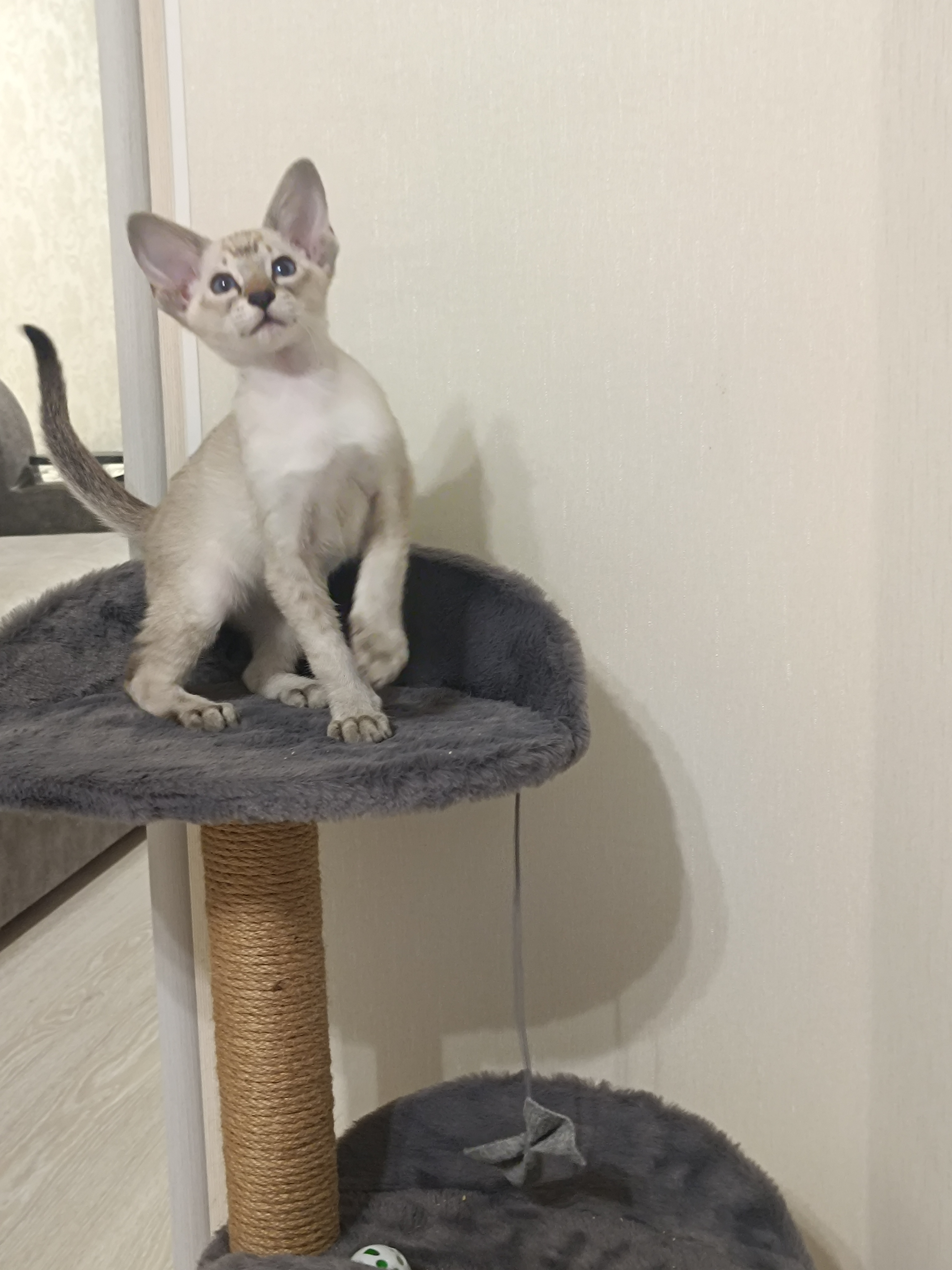 До и после: кот Зефир в 2 и 10 месяцев