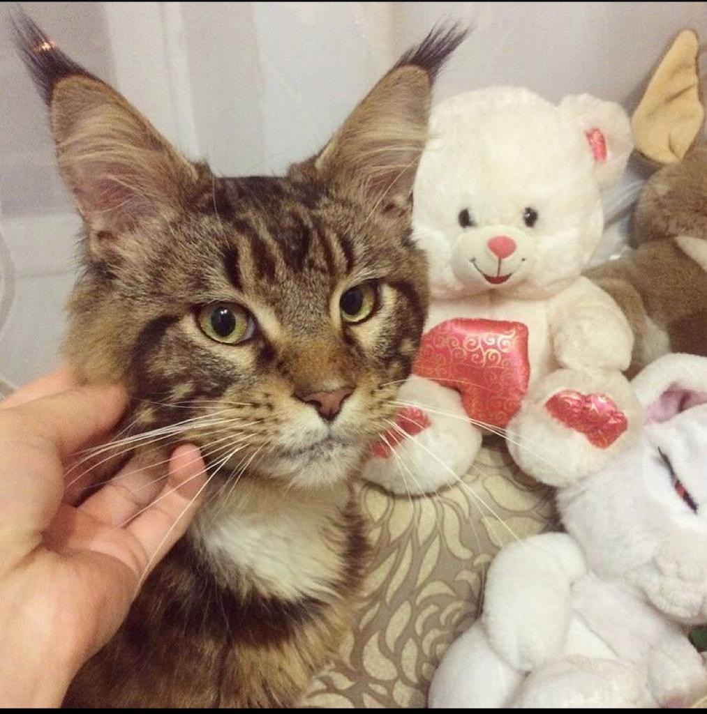 Я нашла на улице мейн-куна Вегаса — он трижды сбегал, а теперь обрел семью