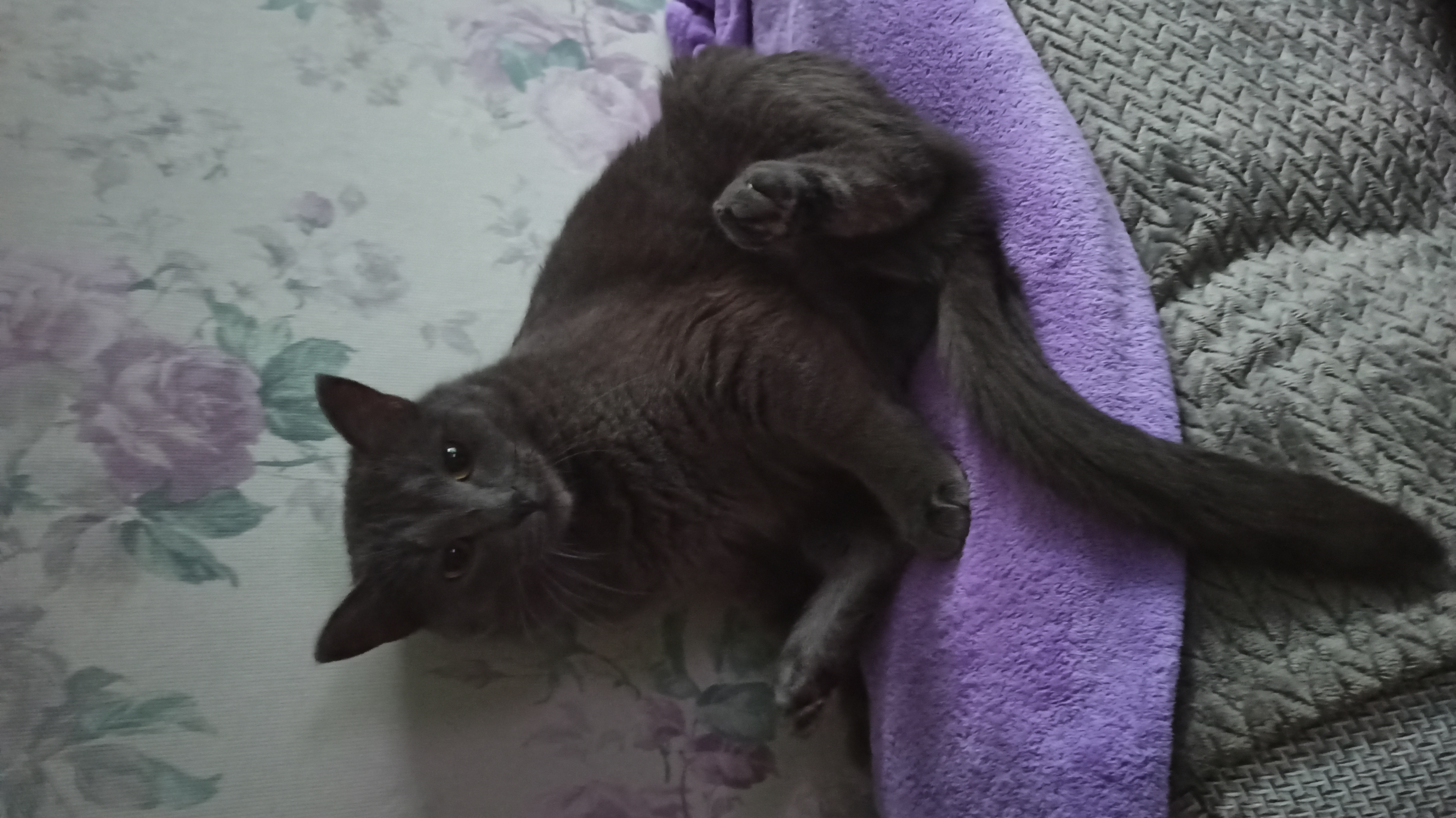 Фото питомца: кот Дымыч осваивает асану