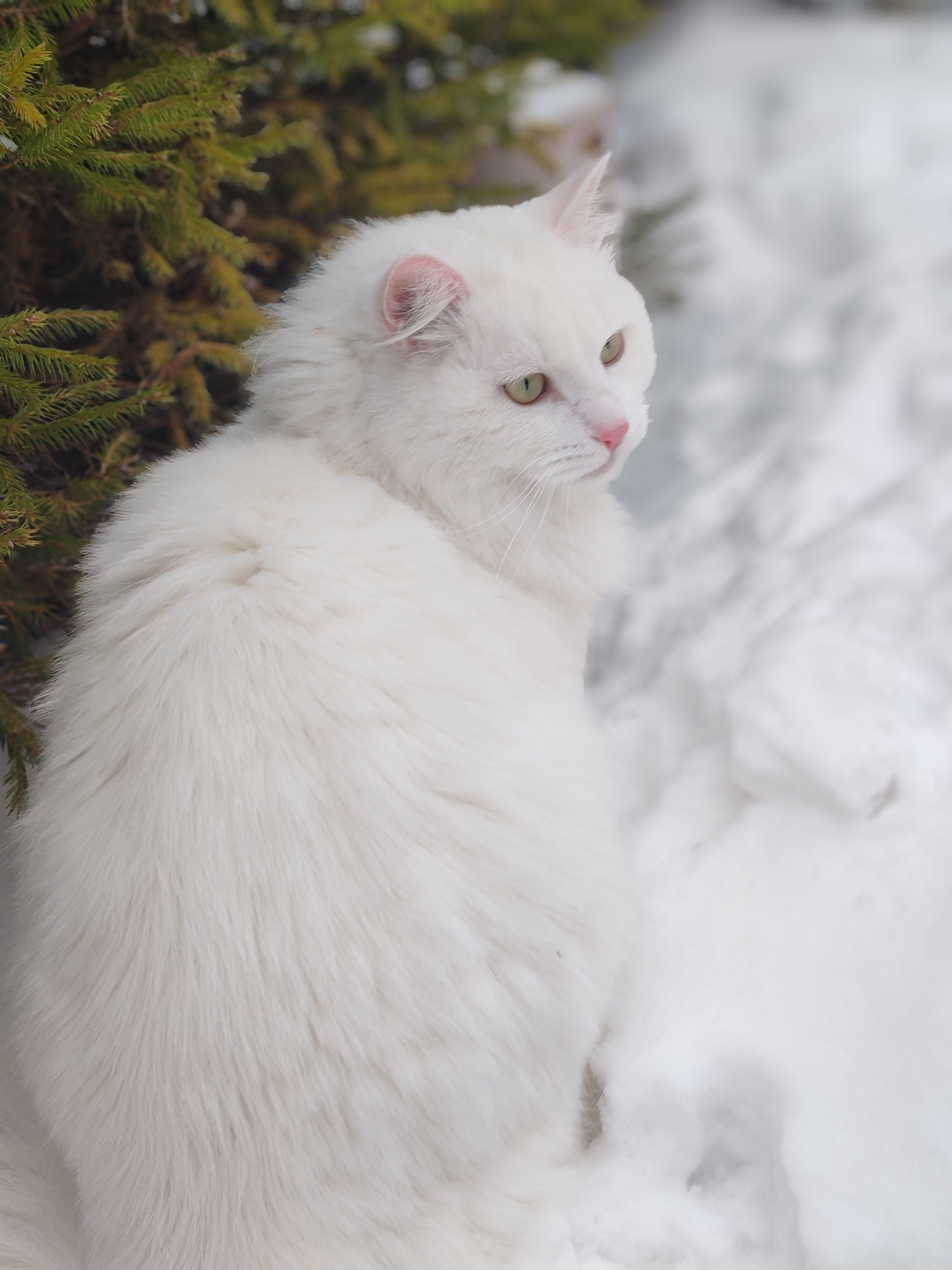 Фото питомца: красавица Умка