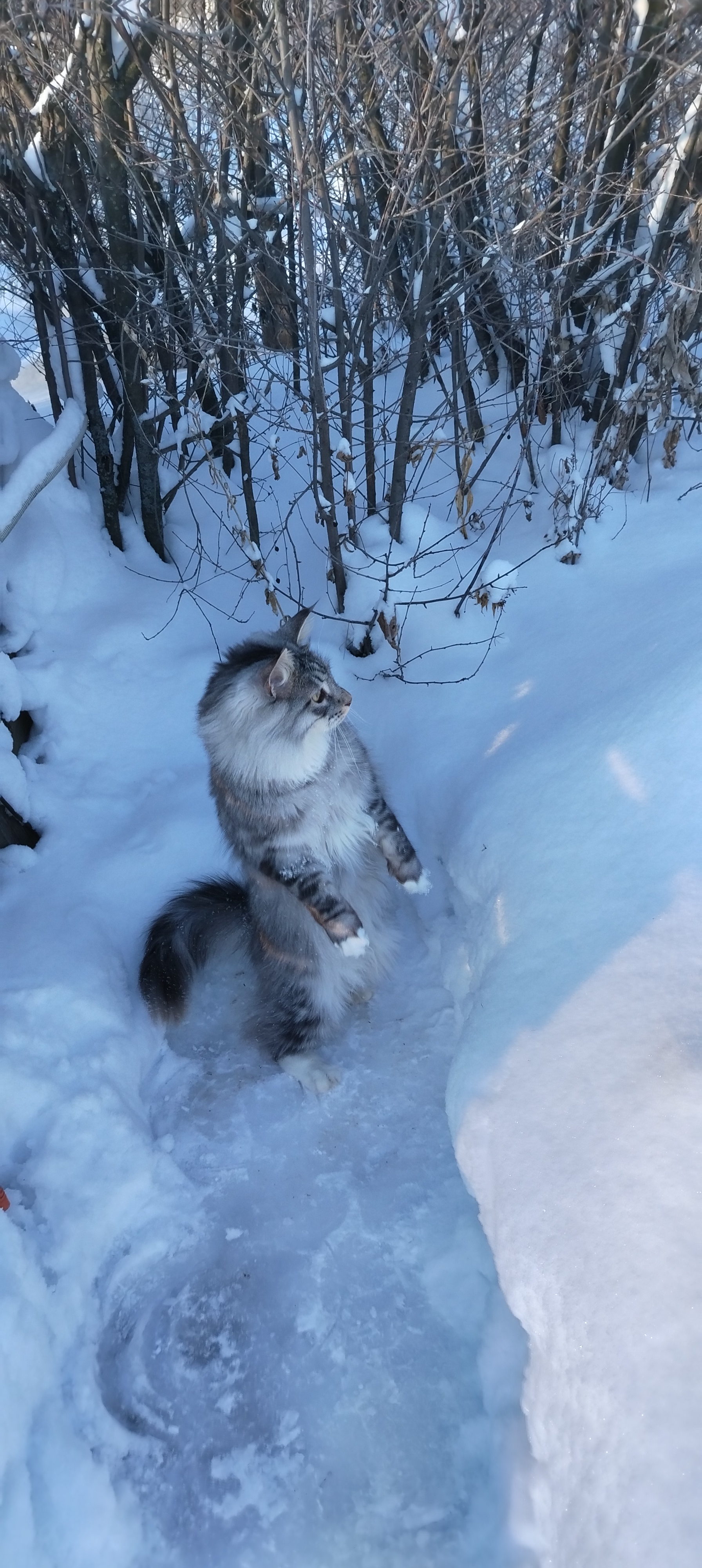 Фото питомца: кот в ожидании весны