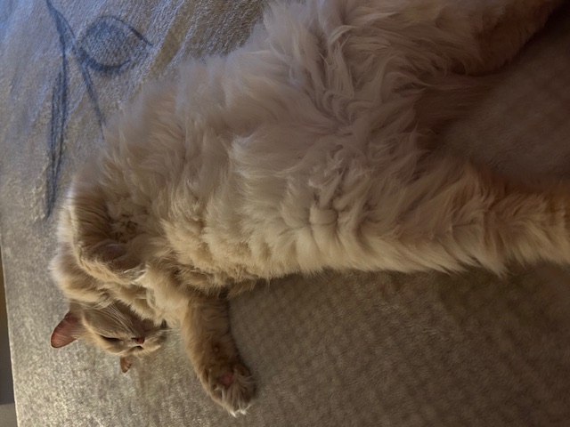 Фото питомцев: кошечка Марсела любит потягушки перед сном