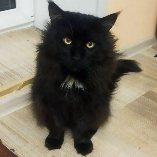 Фото питомца: кот Митя злится из-за того, что его еду положили не так, как он хотел