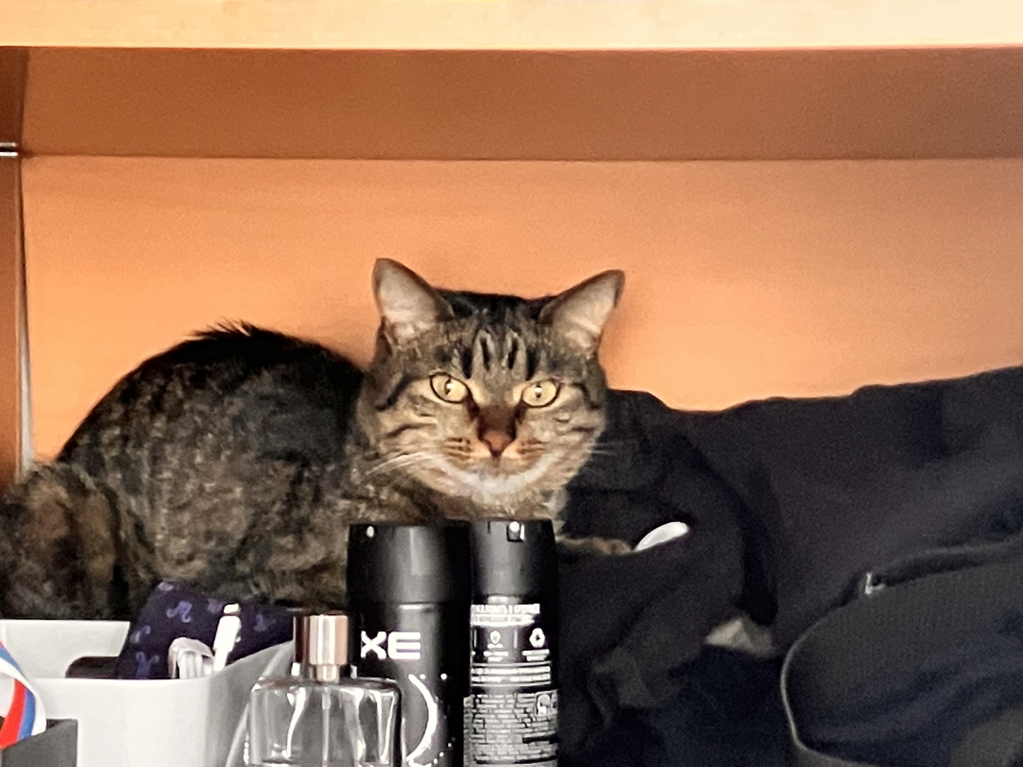 Фото питомца: кот Мурзик продолжает всех контролировать