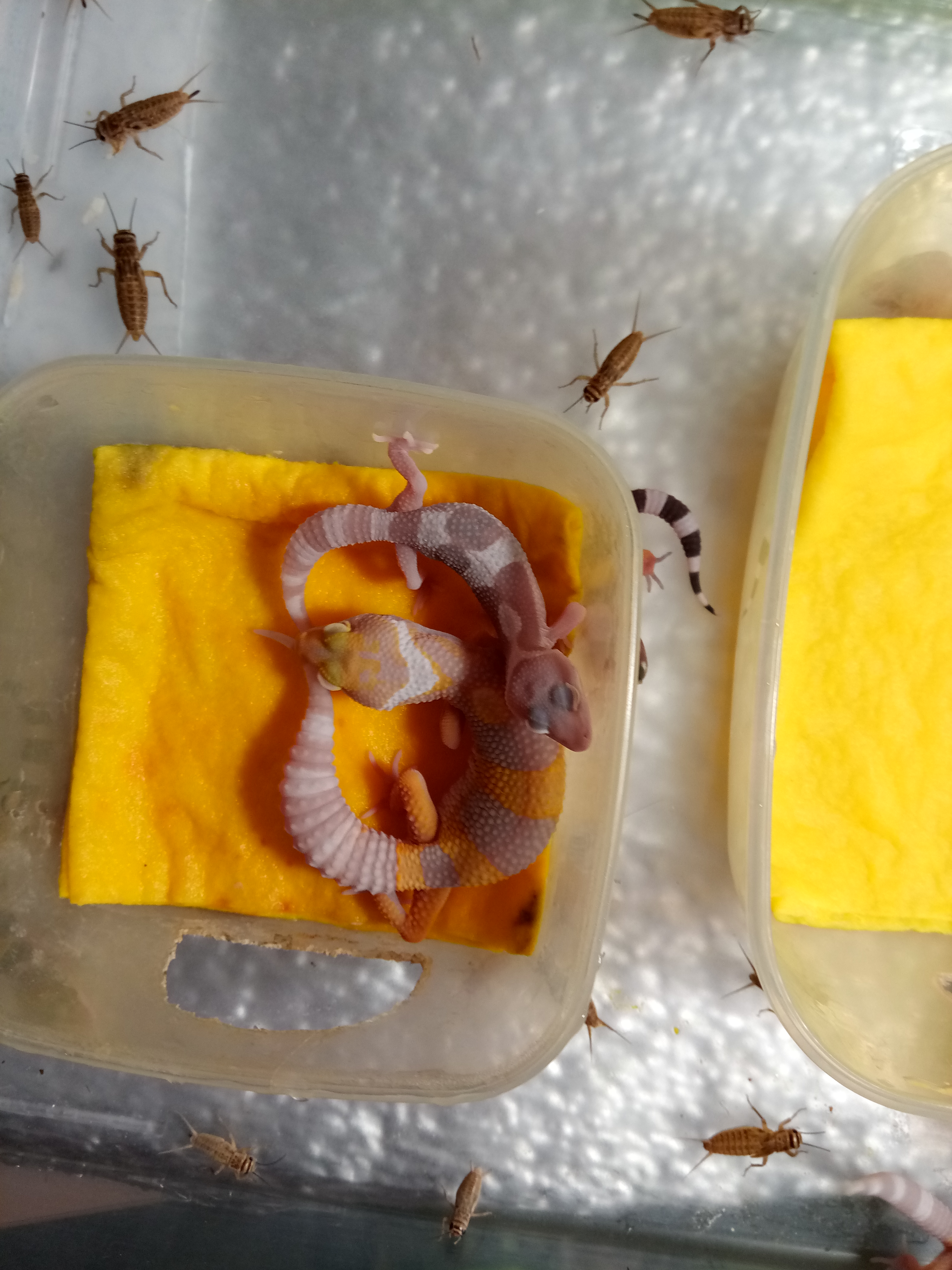 Фото питомцев: малыши леопардового геккона вылупились