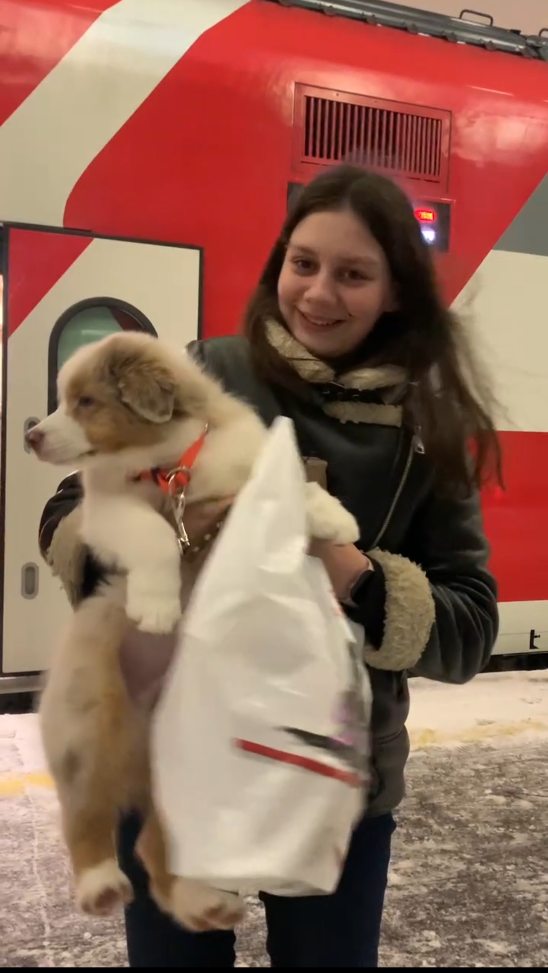 Я завела в качестве первой собаки щенка австралийской овчарки