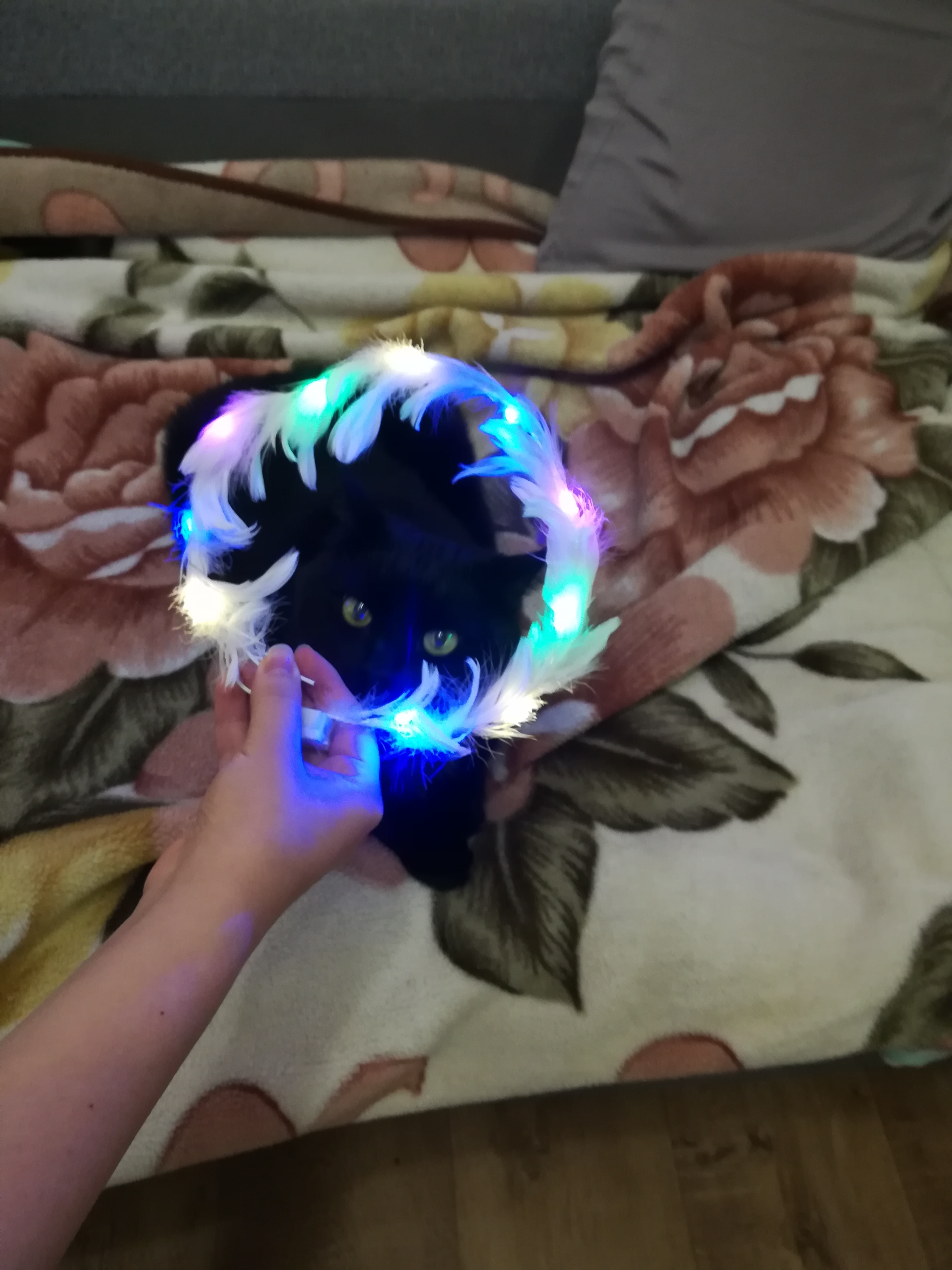 До и после: кот Вася отметил Хеллоуин и отдыхает