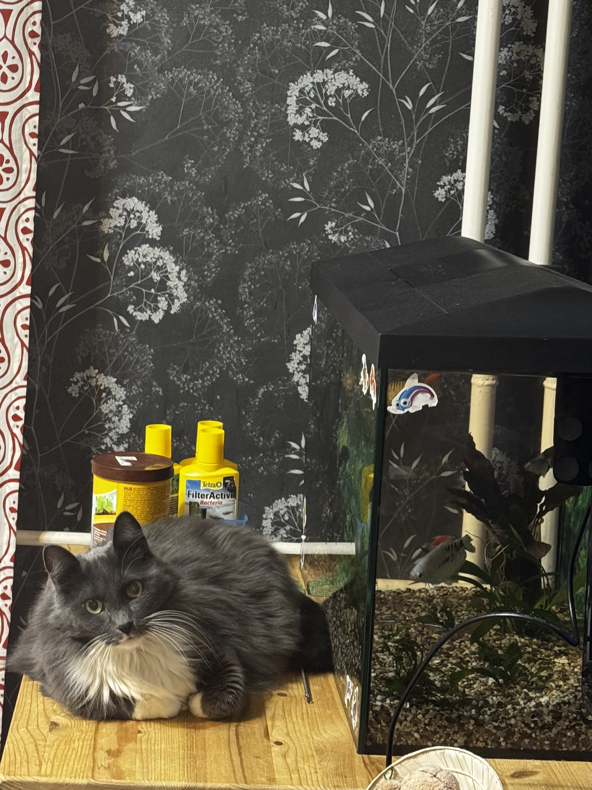 Фото питомца: кошка Герда — «рыбнадзор»