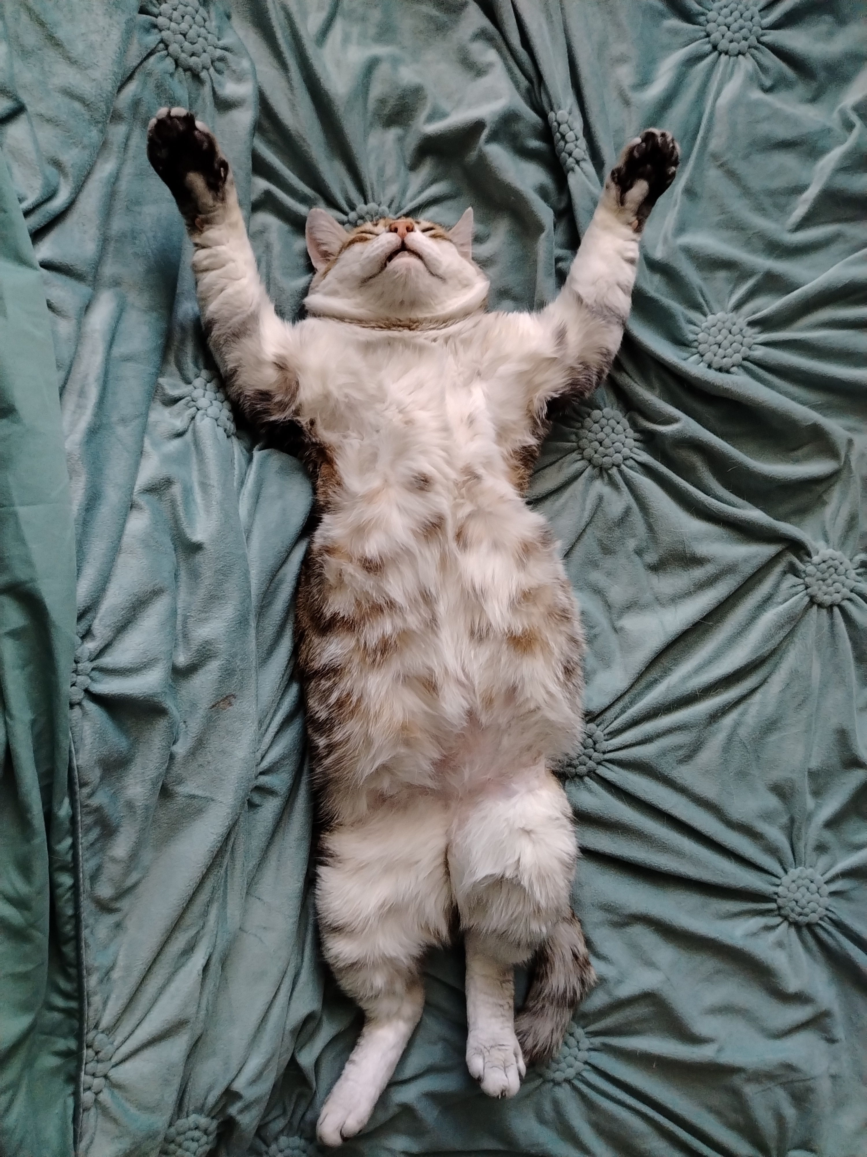 Фото питомца: кот Рысик может отдыхать при любых обстоятельствах