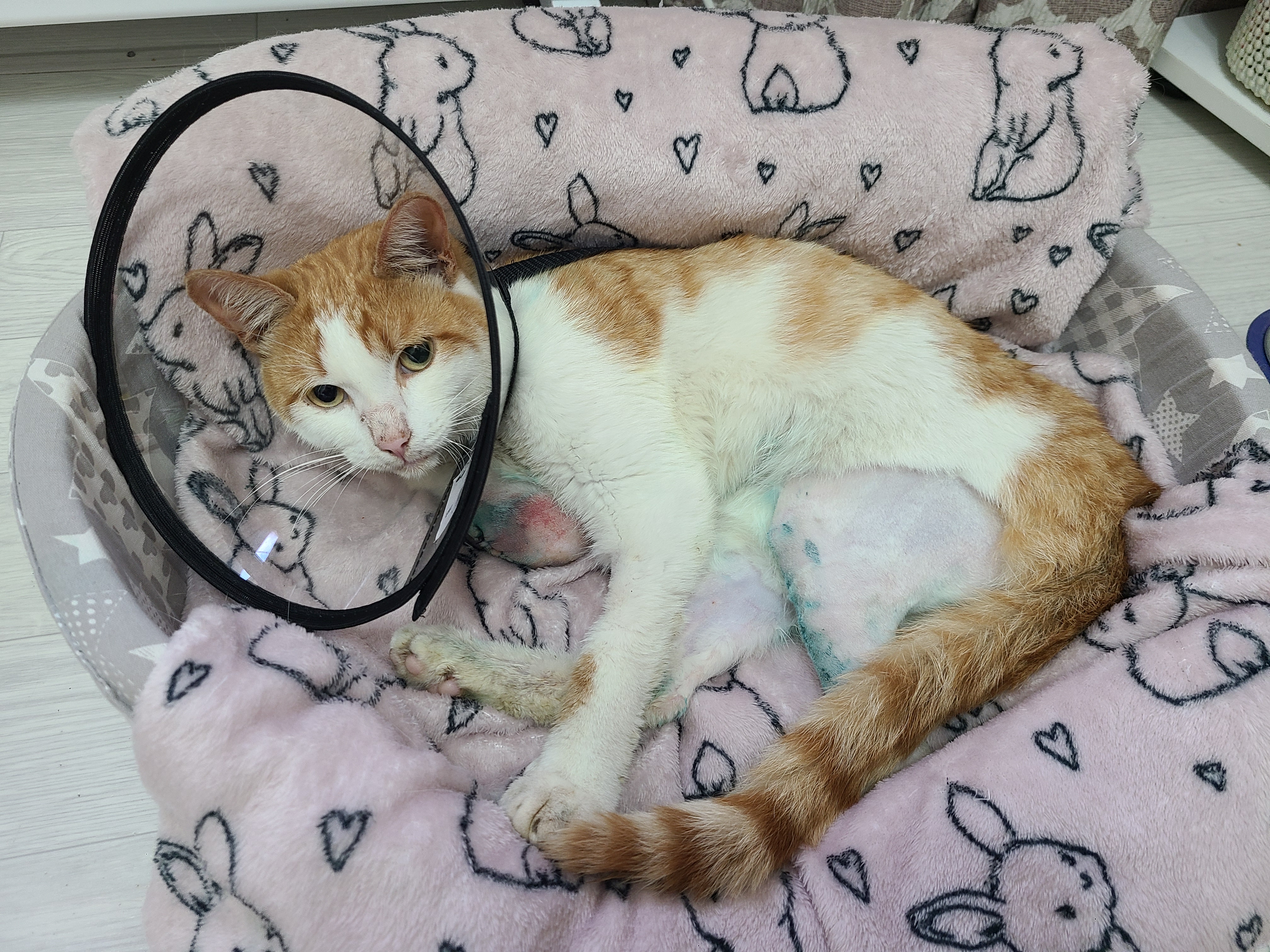 Мы подобрали раненого кота Персика, который в итоге остался с двумя лапками