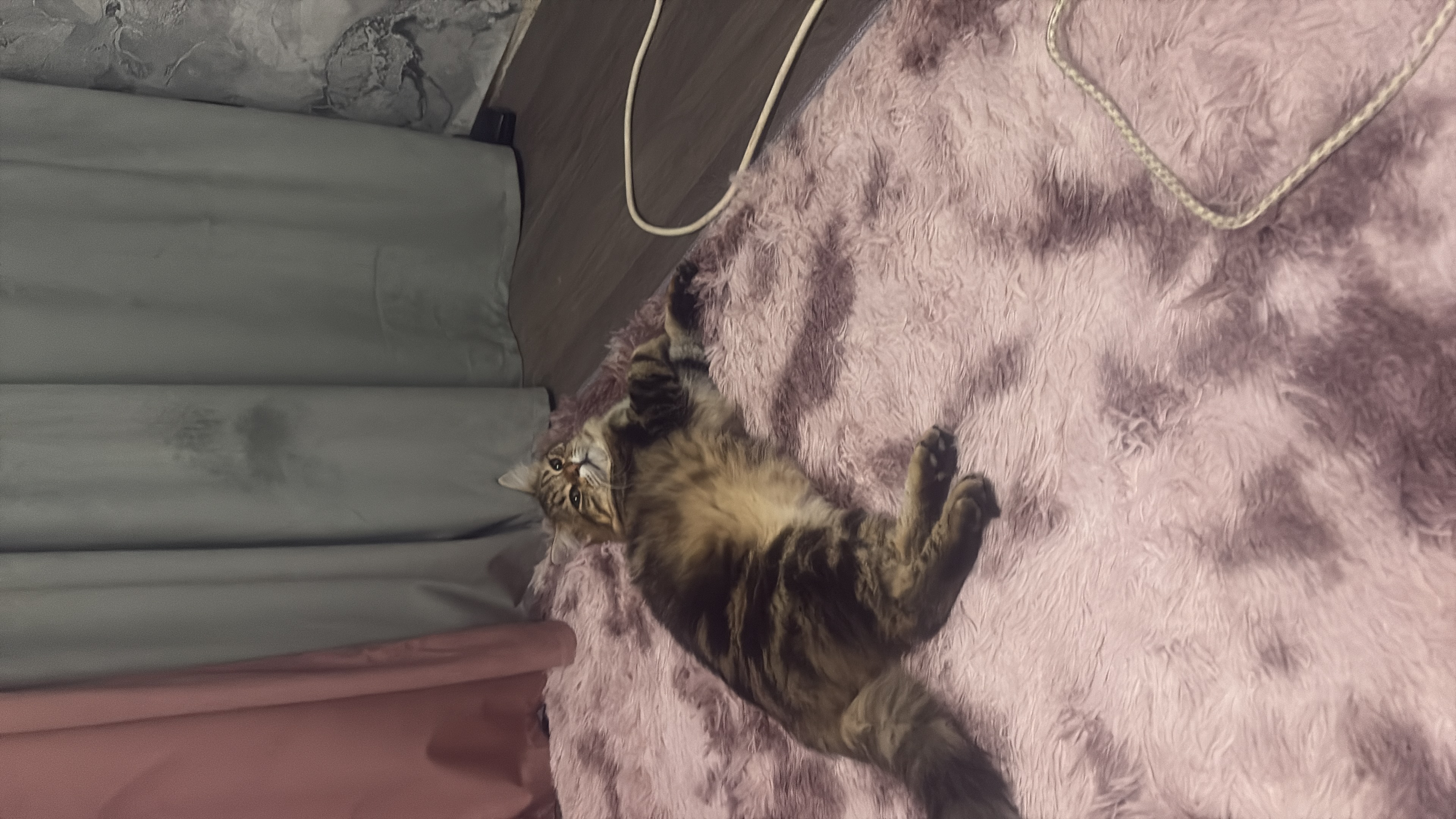 Фото питомцев: кот Пушок и кошка Моня отдыхают