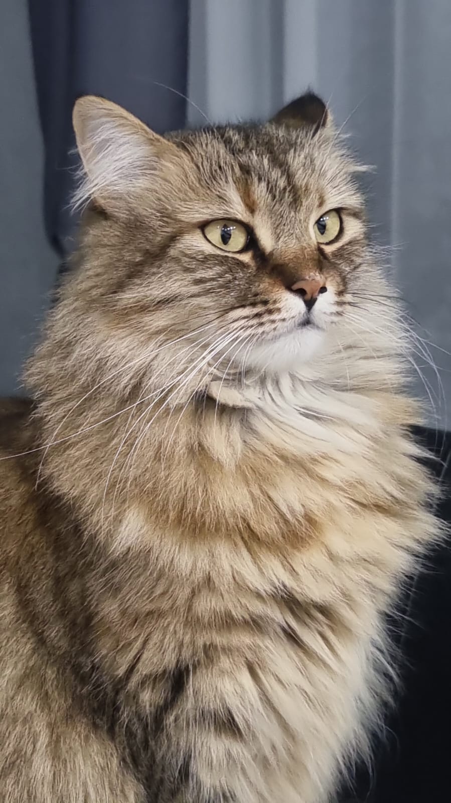 Фото питомца: кошка Фросечка позирует на паспорт