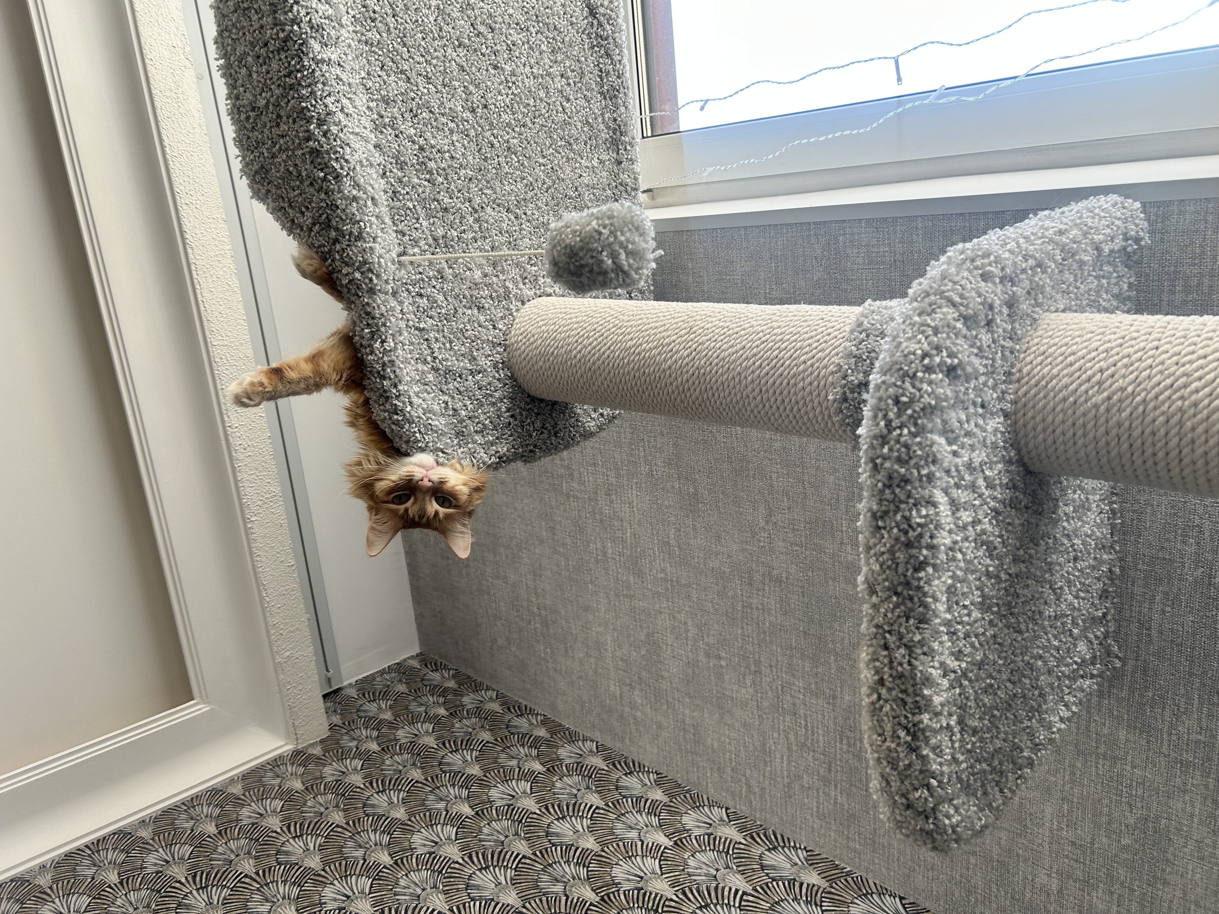 Отзыв о двухметровой когеточке