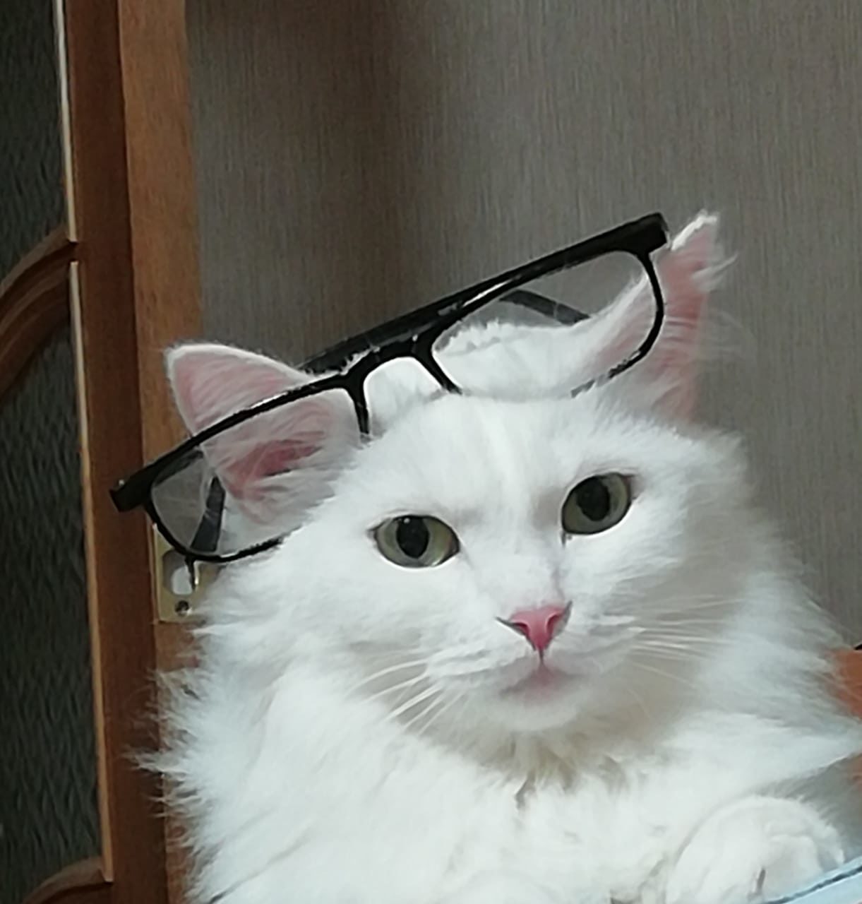 Фото питомца: кошка Муська примеряет очки