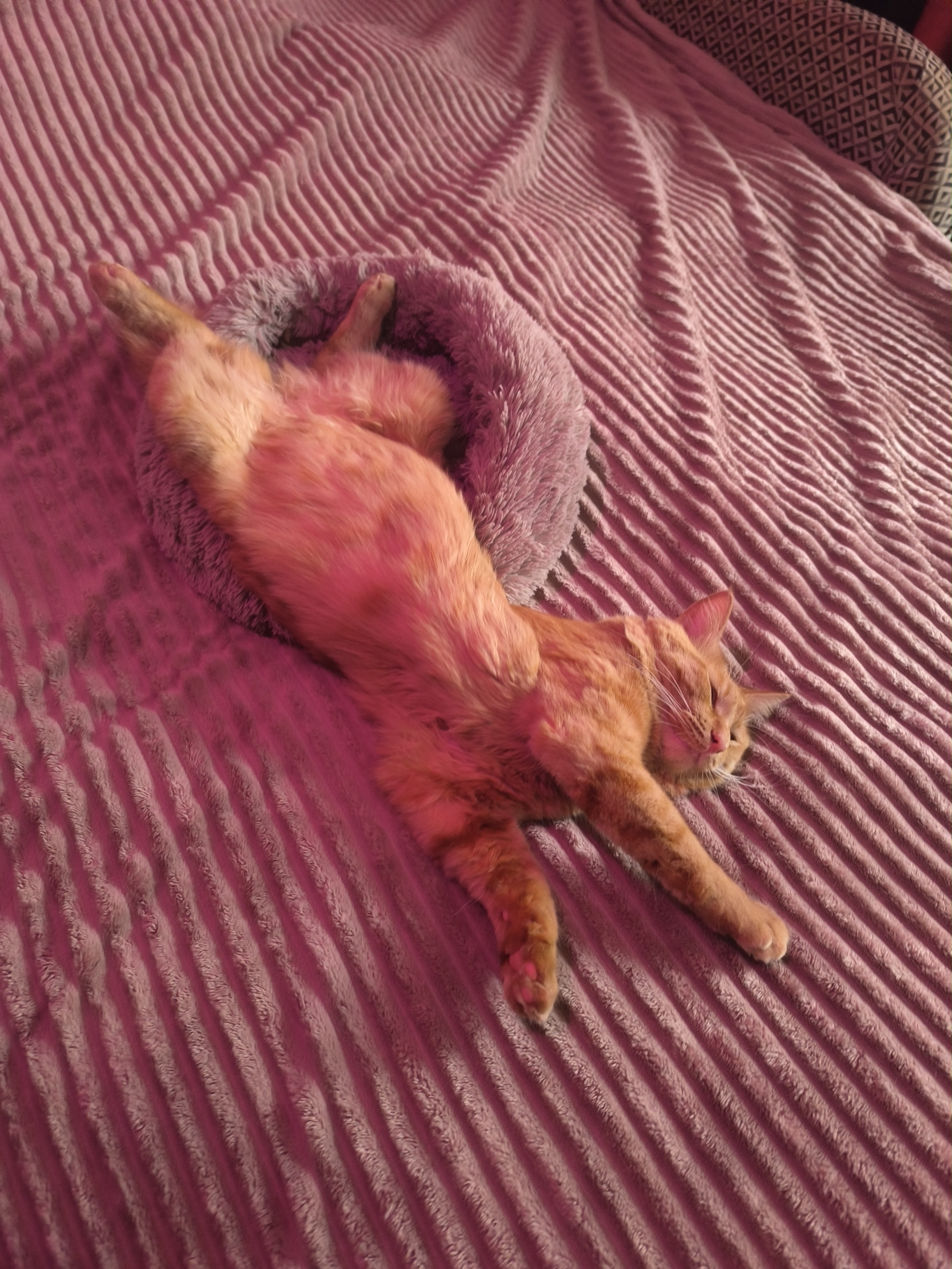 Фото питомца: кот Блинчик вытек из лежанки